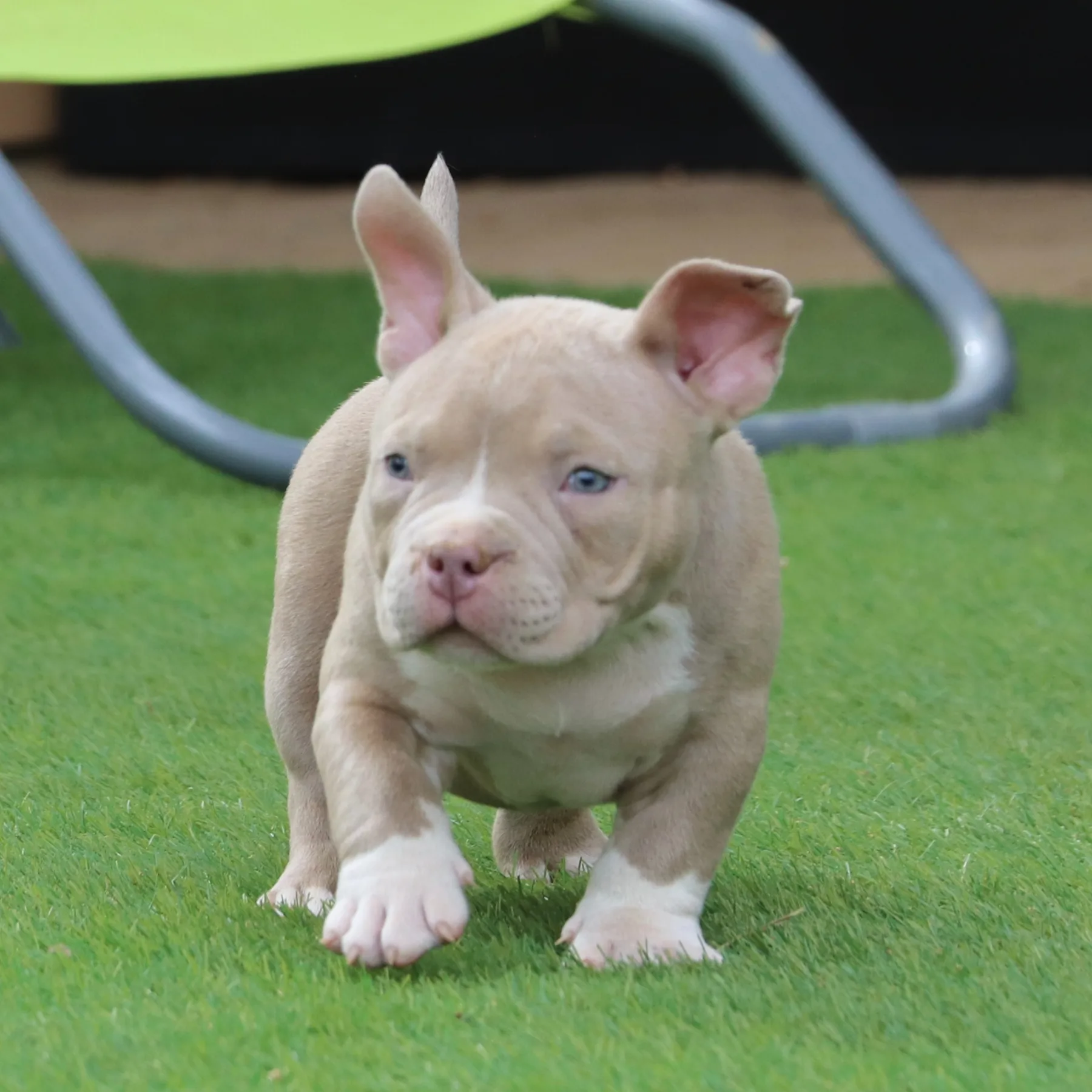 Magnifique American Bully Pocket couleur tricot lilac dans le jardin 