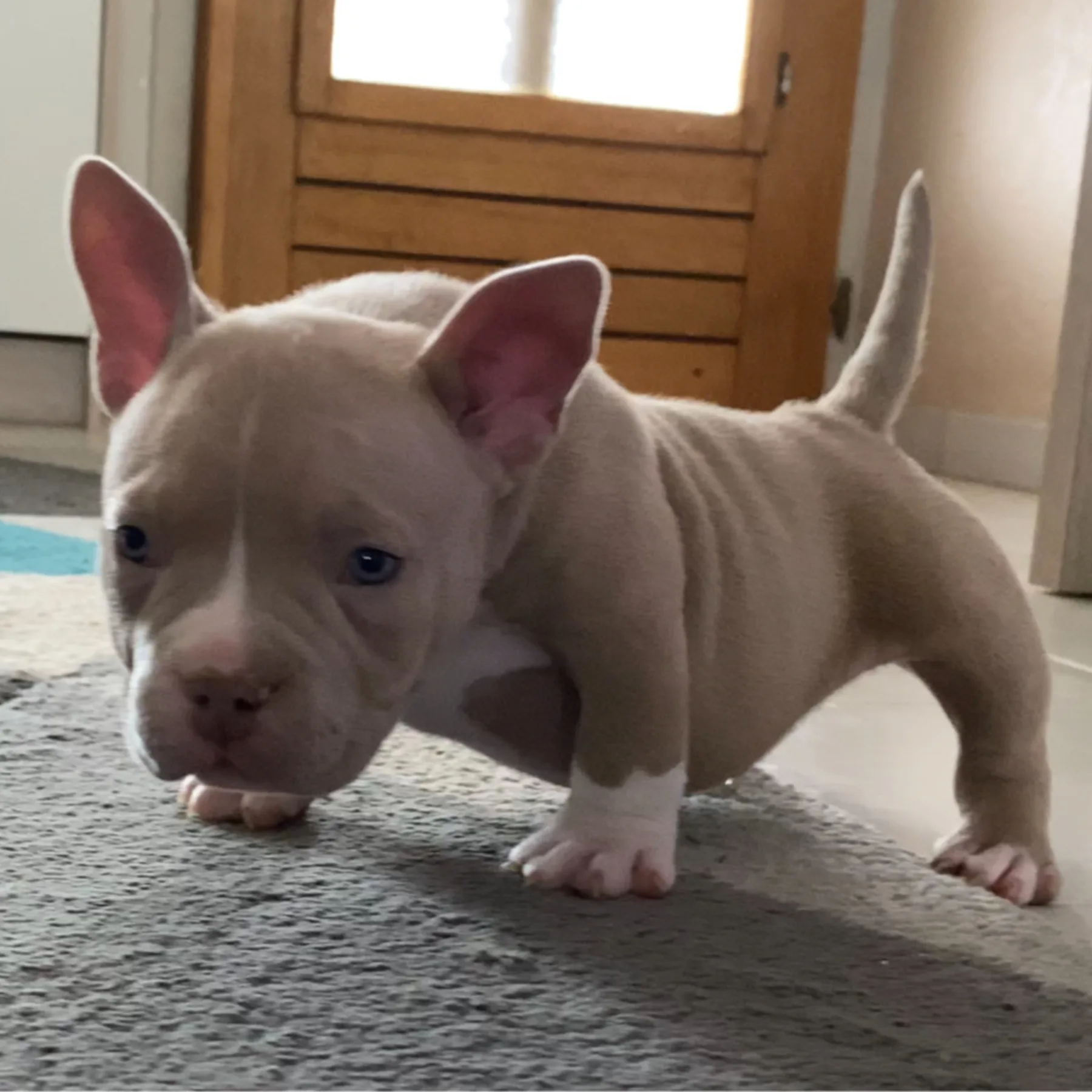 American Bully Pocket mâle de cinq semaines couleur trico lilas. 