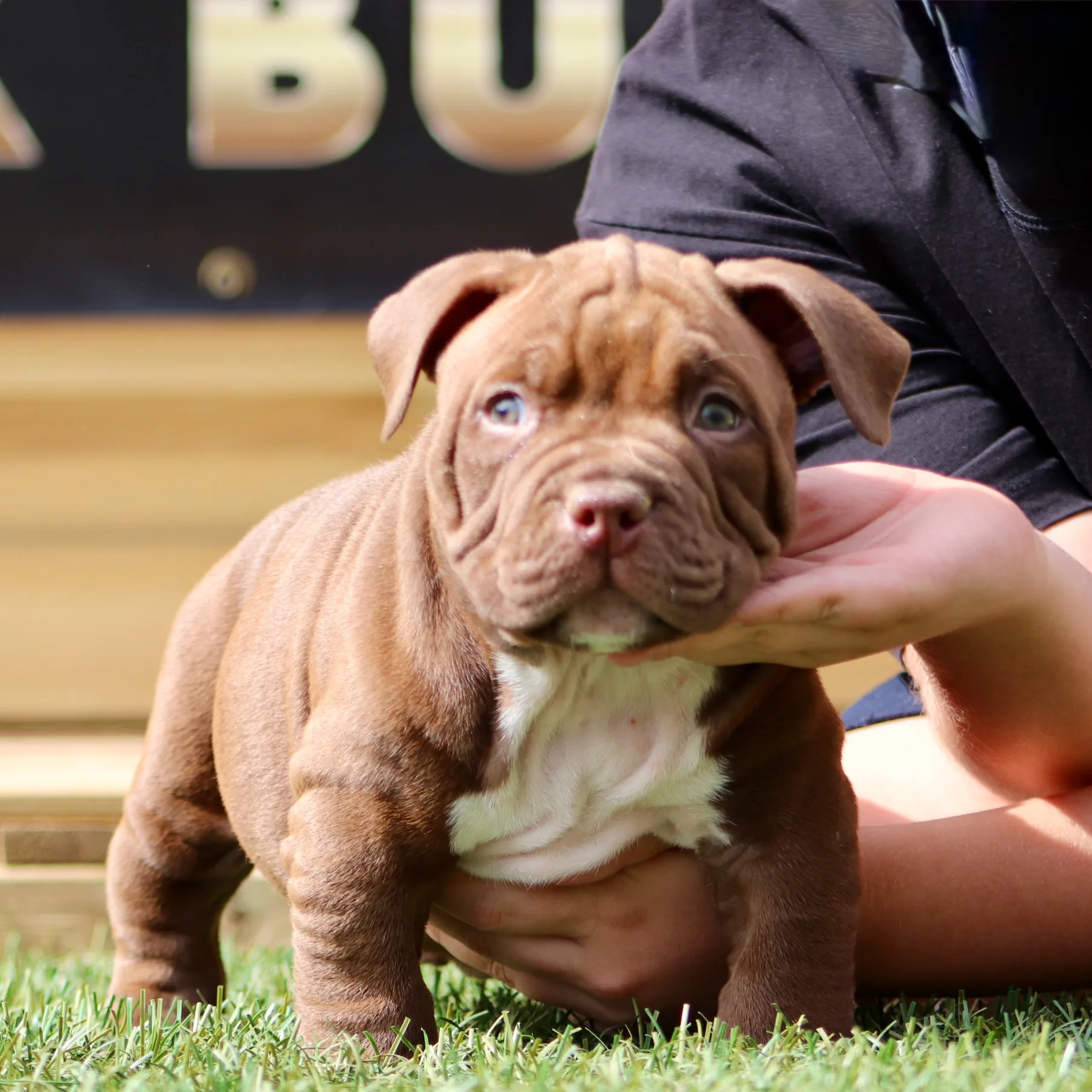 Magnifique American Bully pocket chiot de cinq semaines