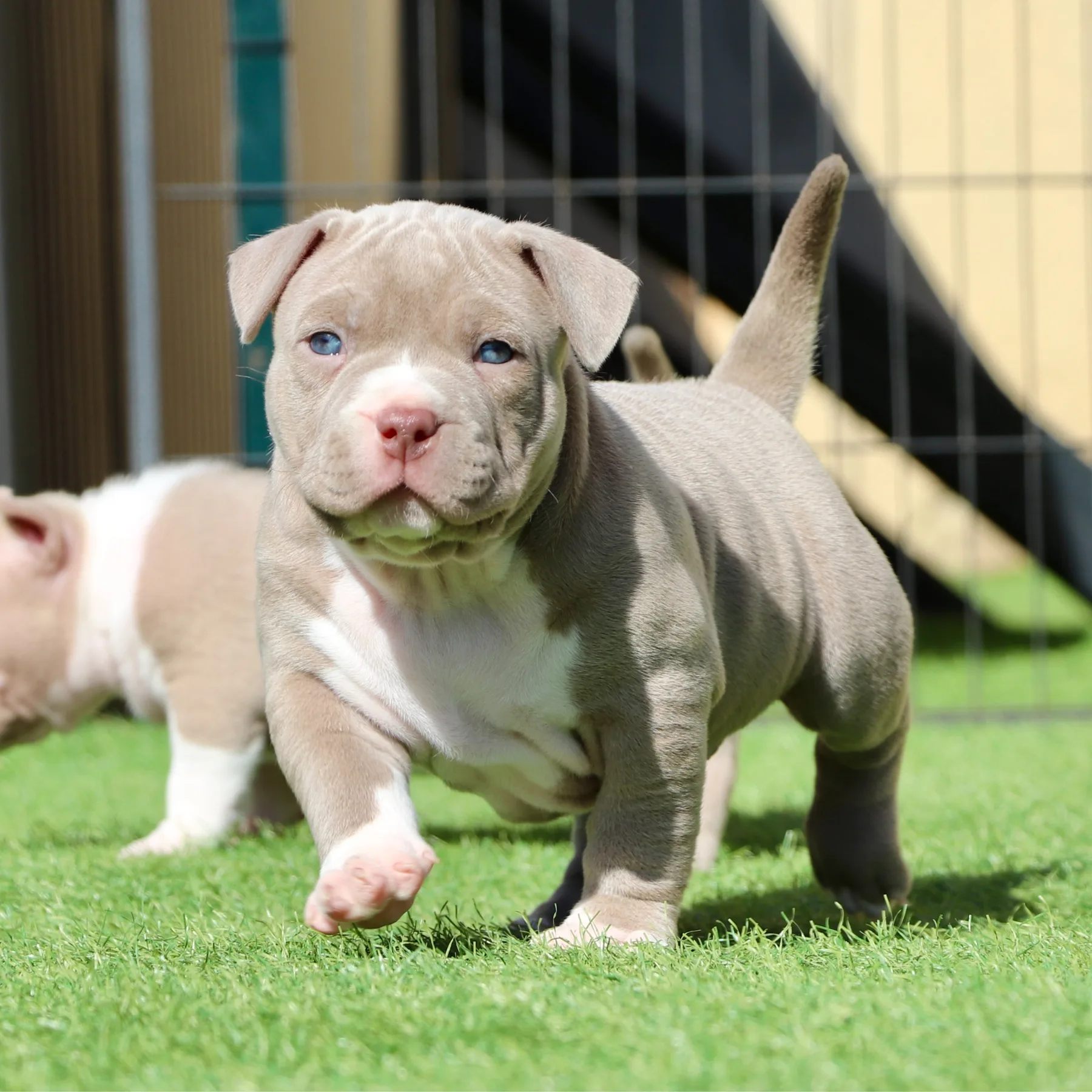 American Bully pocket chiot femelle de cinq semaines