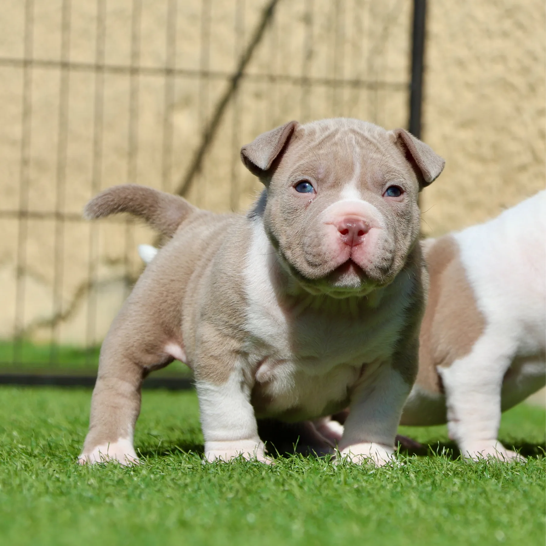 Chiot American Bully pocket de qualité ligné champion Mondial Dali