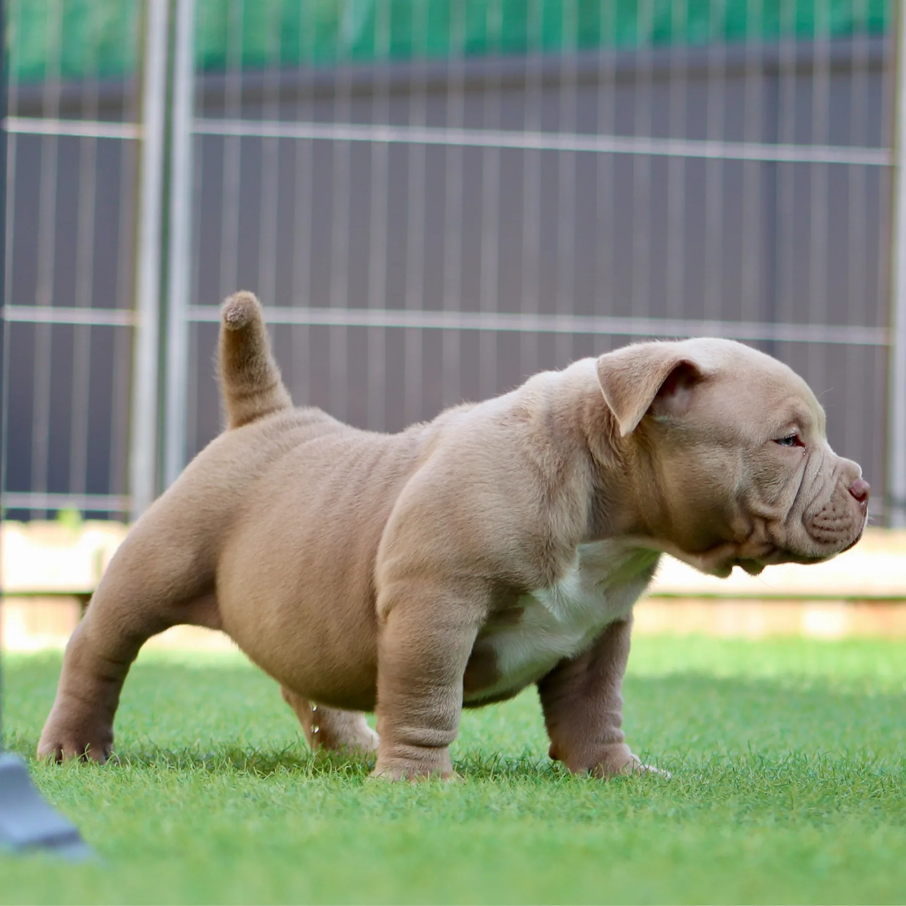 Chiot American Bully Pocket chocolat lilac compact avec une belle ossature et une morphologie puissante.
