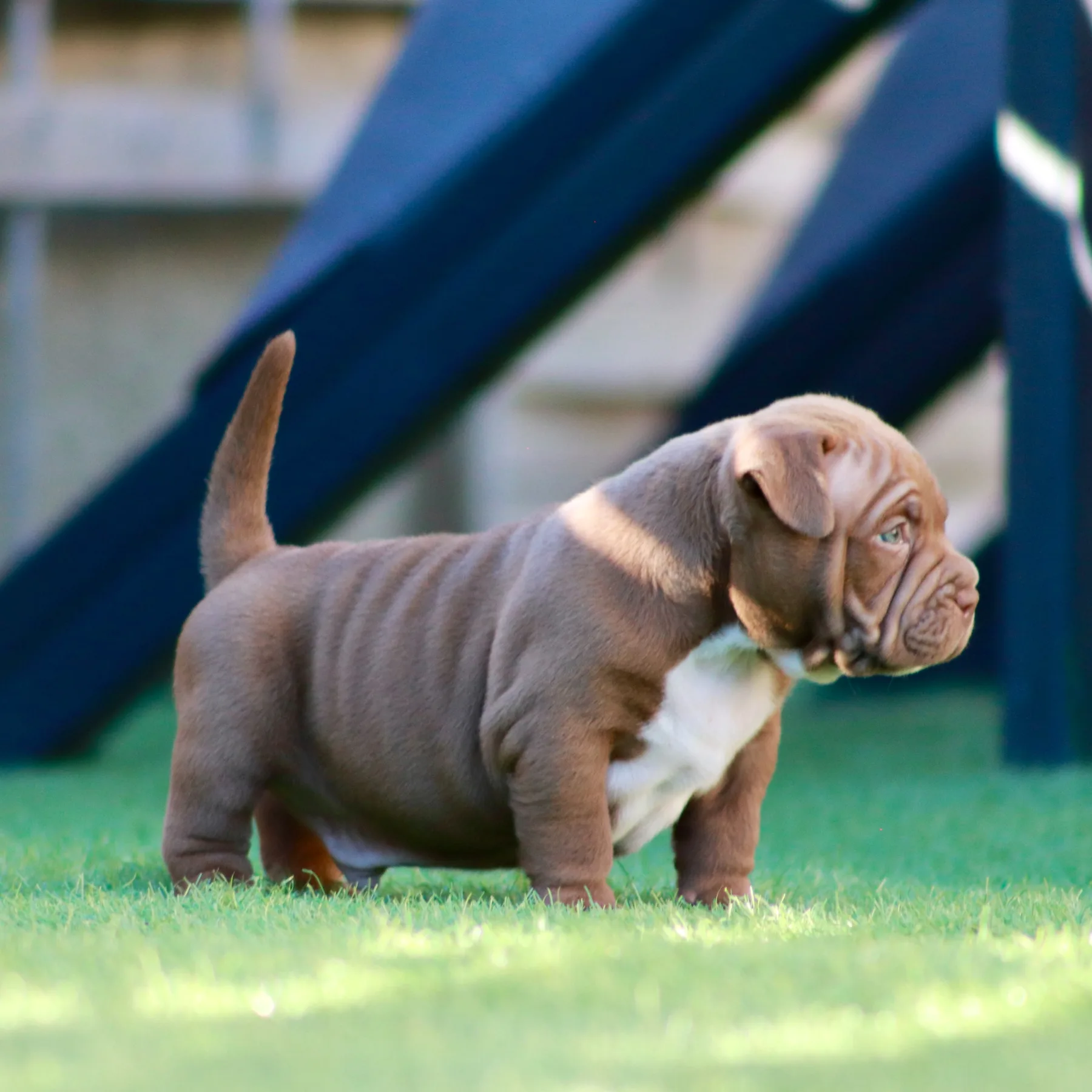 Magnifique chiot American Bully Pocket couleur chocolat avec une morphologie courte et musclée.