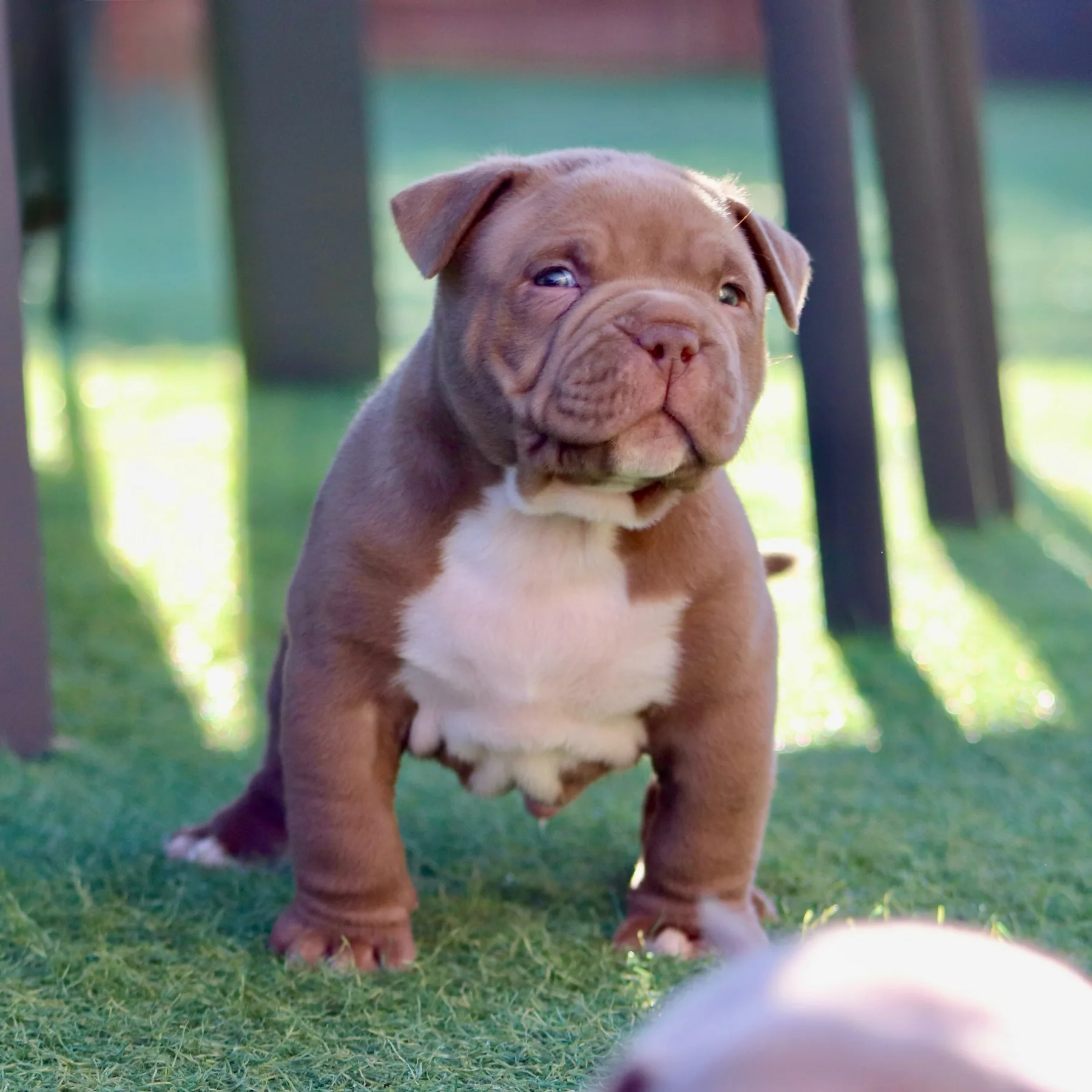 Chiot American Bully Pocket chocolat et blanc avec une belle construction et un type très prometteur