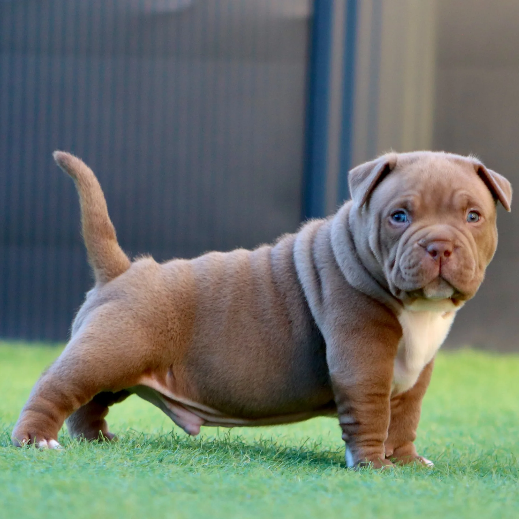 Chiot American Bully Pocket chocolat avec une belle construction compacte et une ossature puissante.