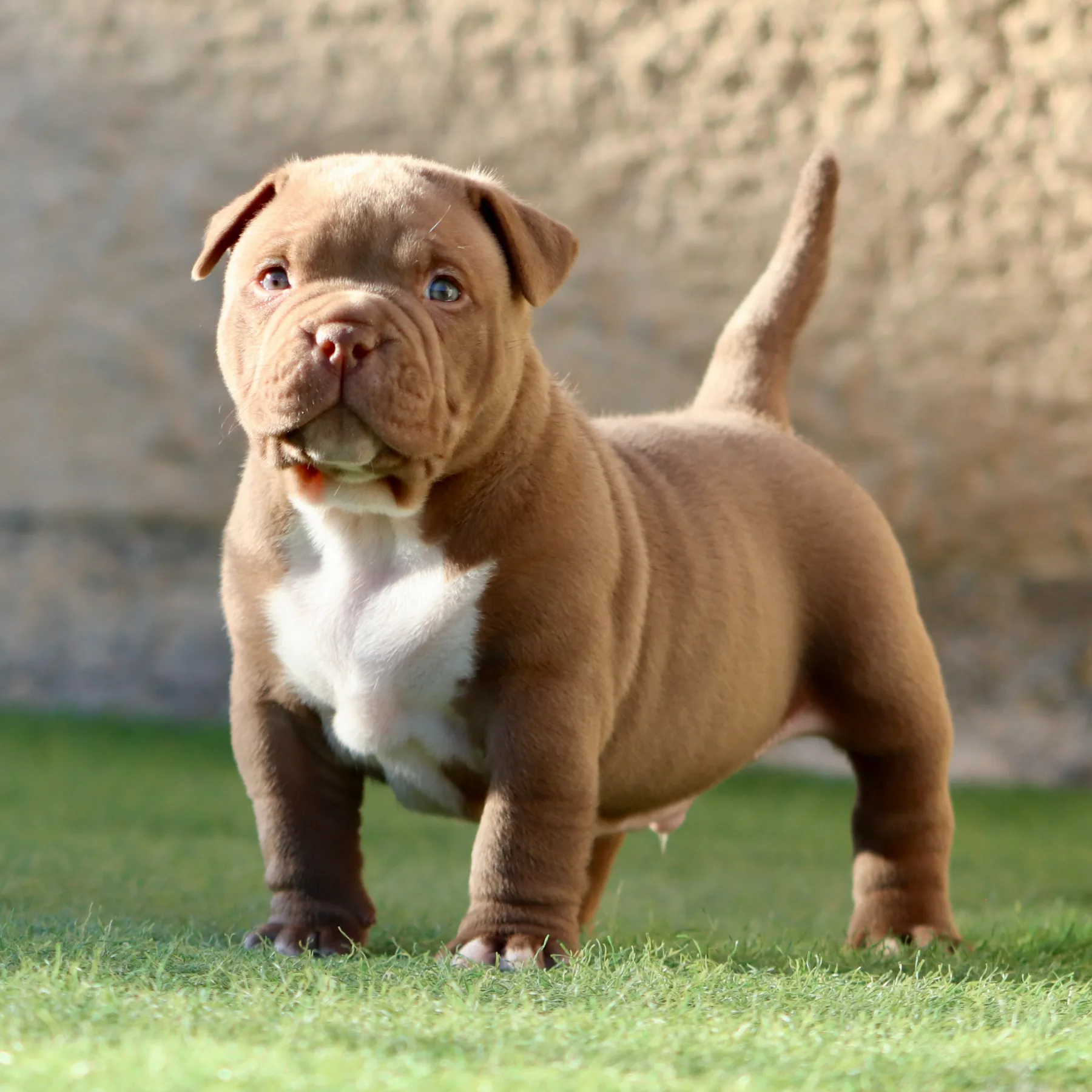 Magnifique chiot American Bully Pocket couleur chocolat dans le jardin sur le gazon