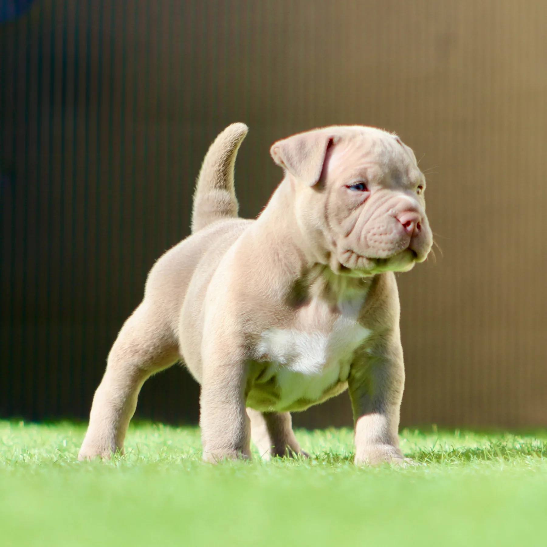 Magnifique chiot American Bully Pocket couleur lilac grande lignée de sang