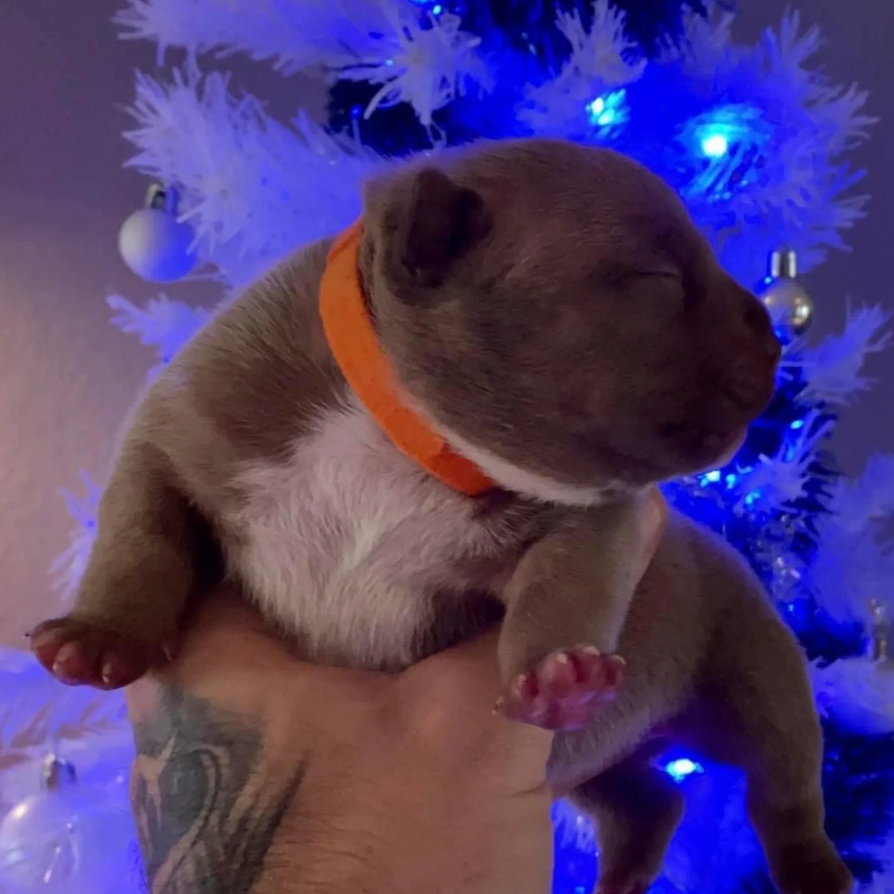 magnifique chiot American Bully Pocket couleur chocolat grande lignée de champion