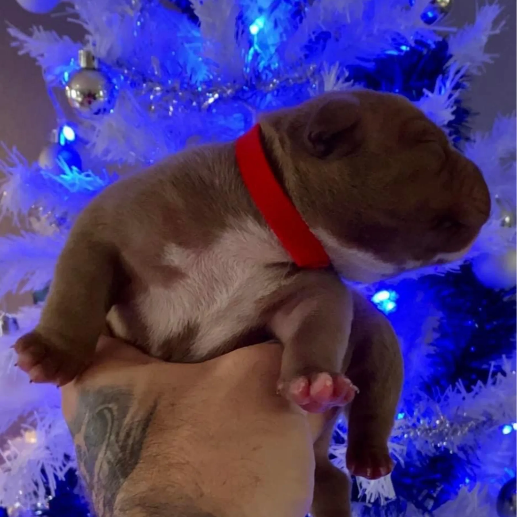 Superbe chiot American Bully Pocket pour noél