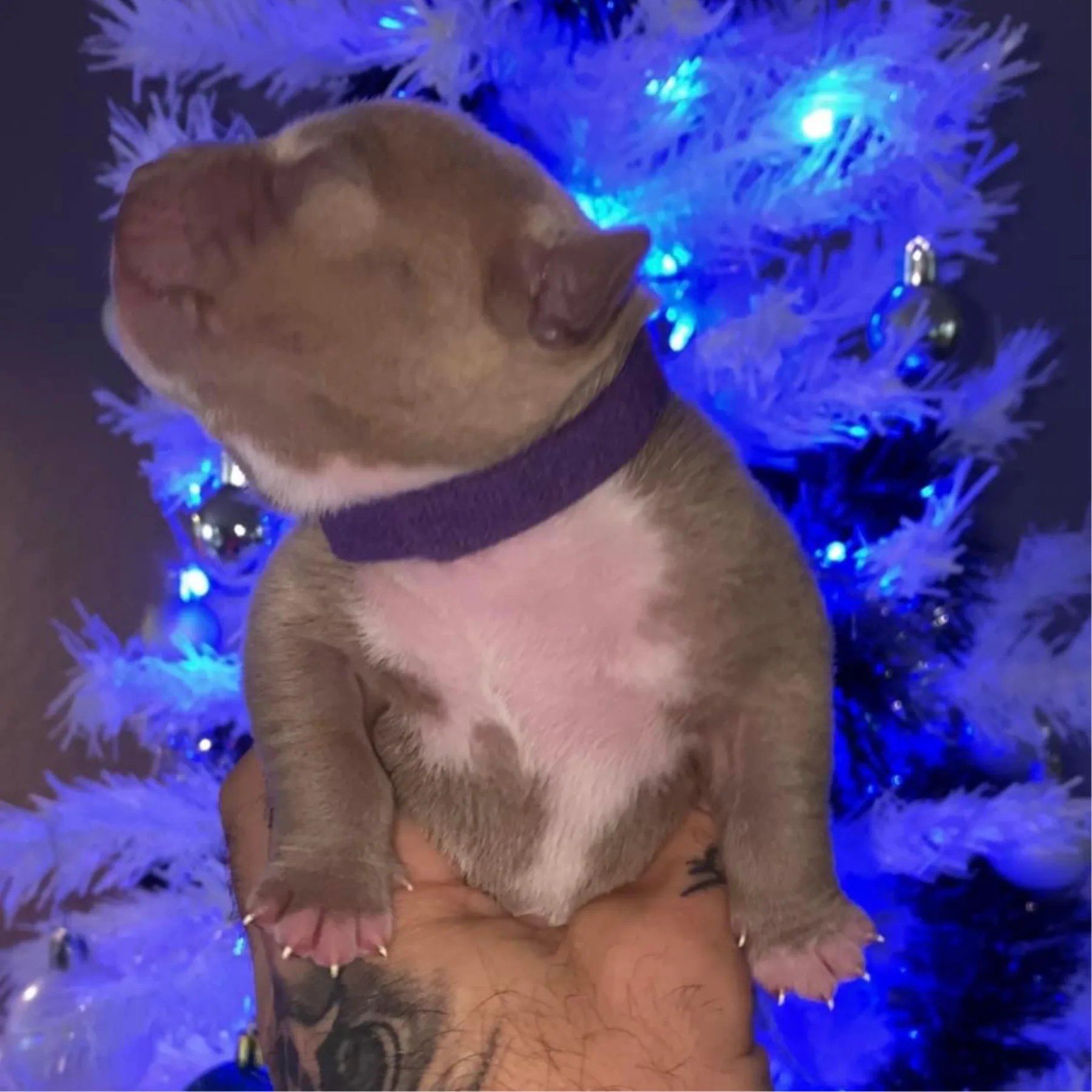 Magnifique chiot femelle American Bully Pocket lignée de champion