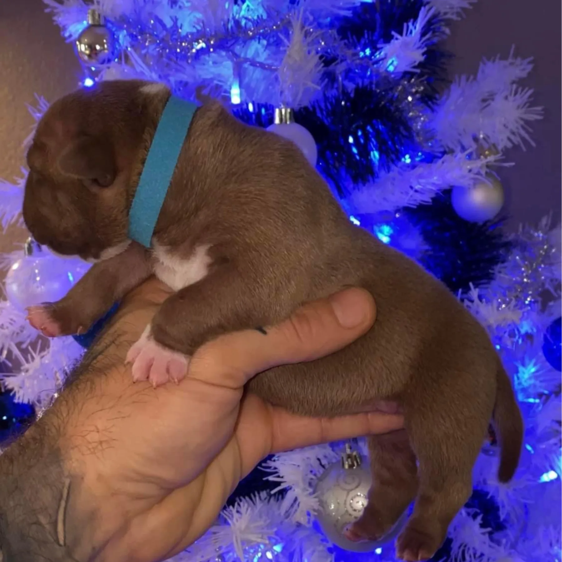 Très beaux chiot American Bully Pocket femelle de grande ligné champion
