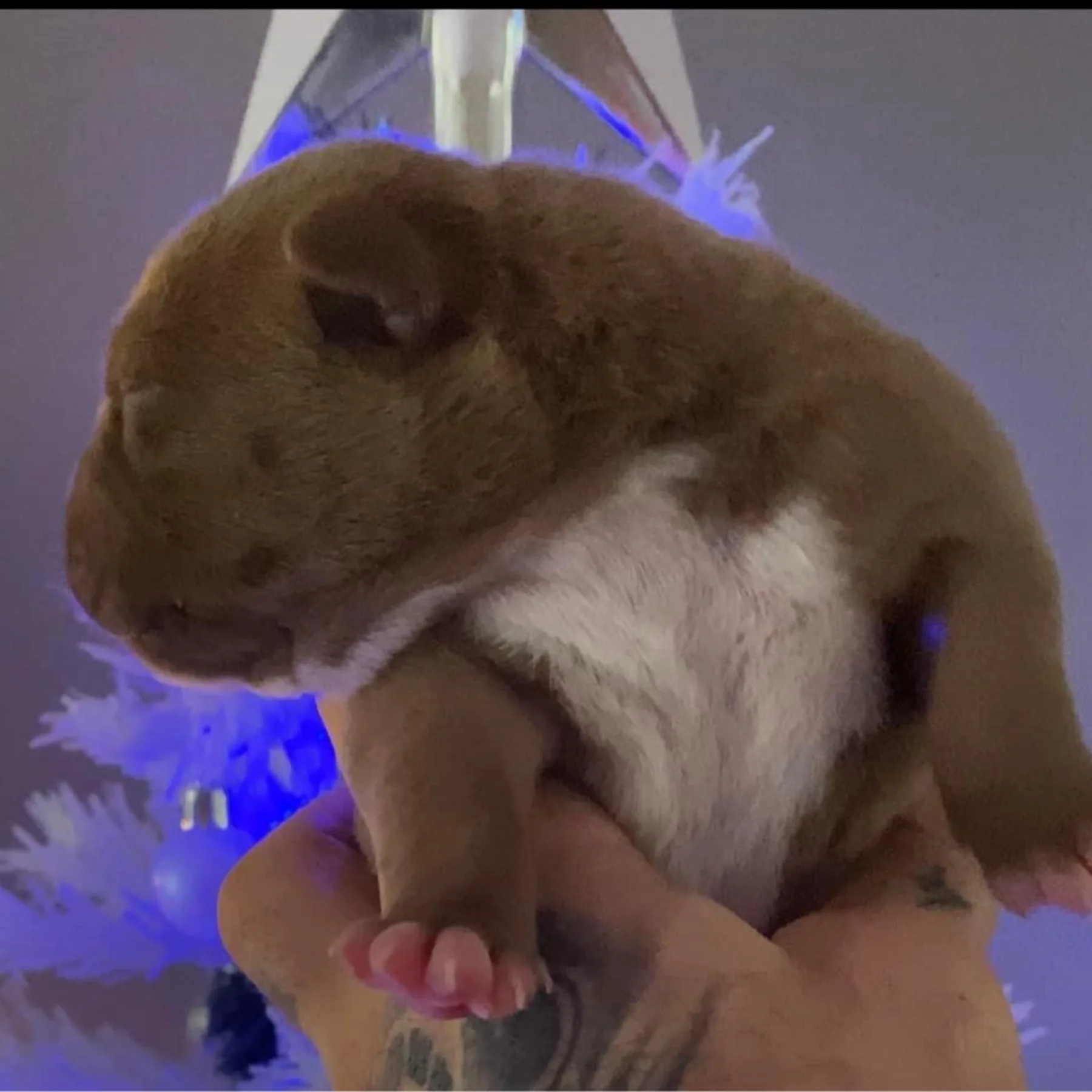Magnifique American Bully chiot lignée de grand champion mondial