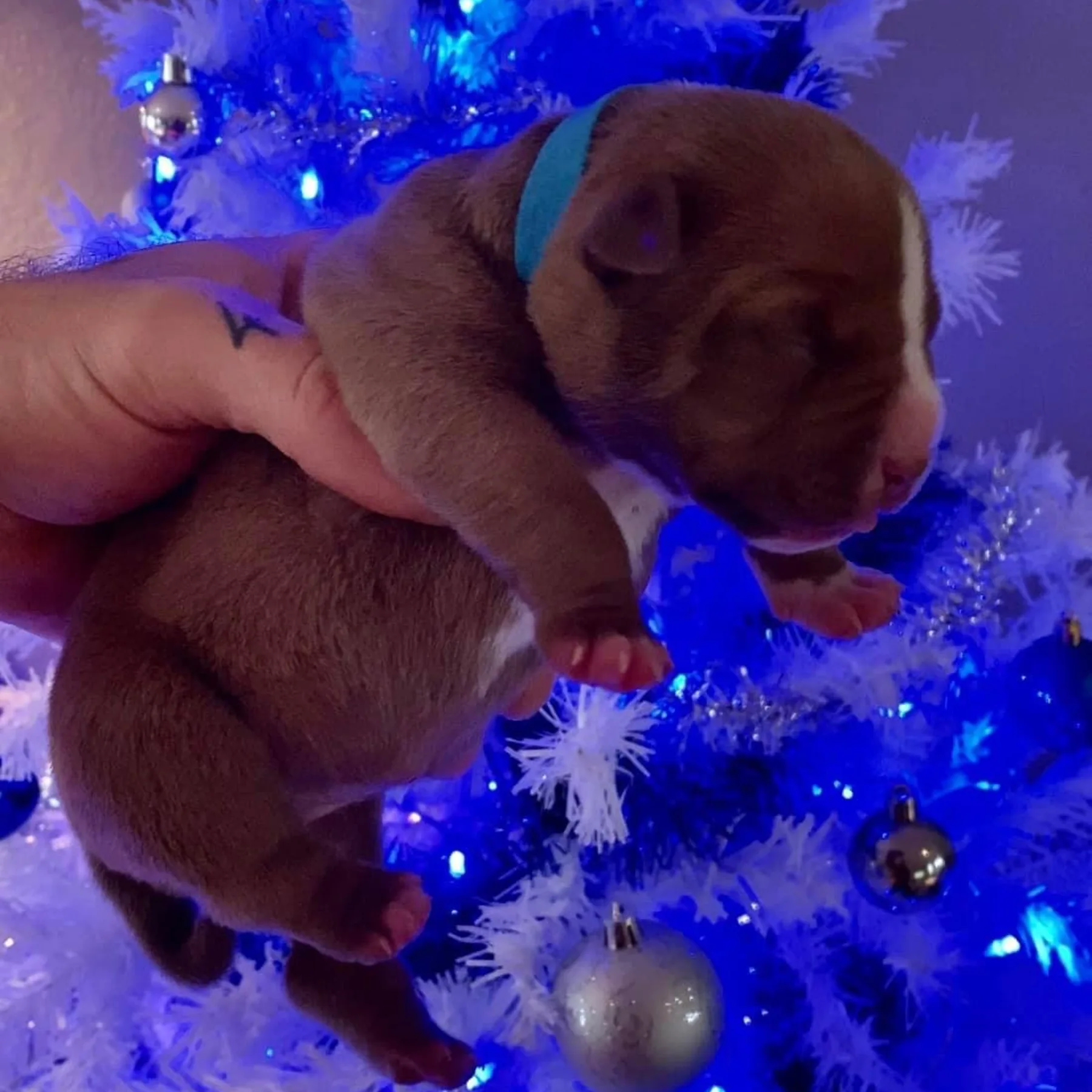 Superbe chiot American Bully Pocket couleur chocolat