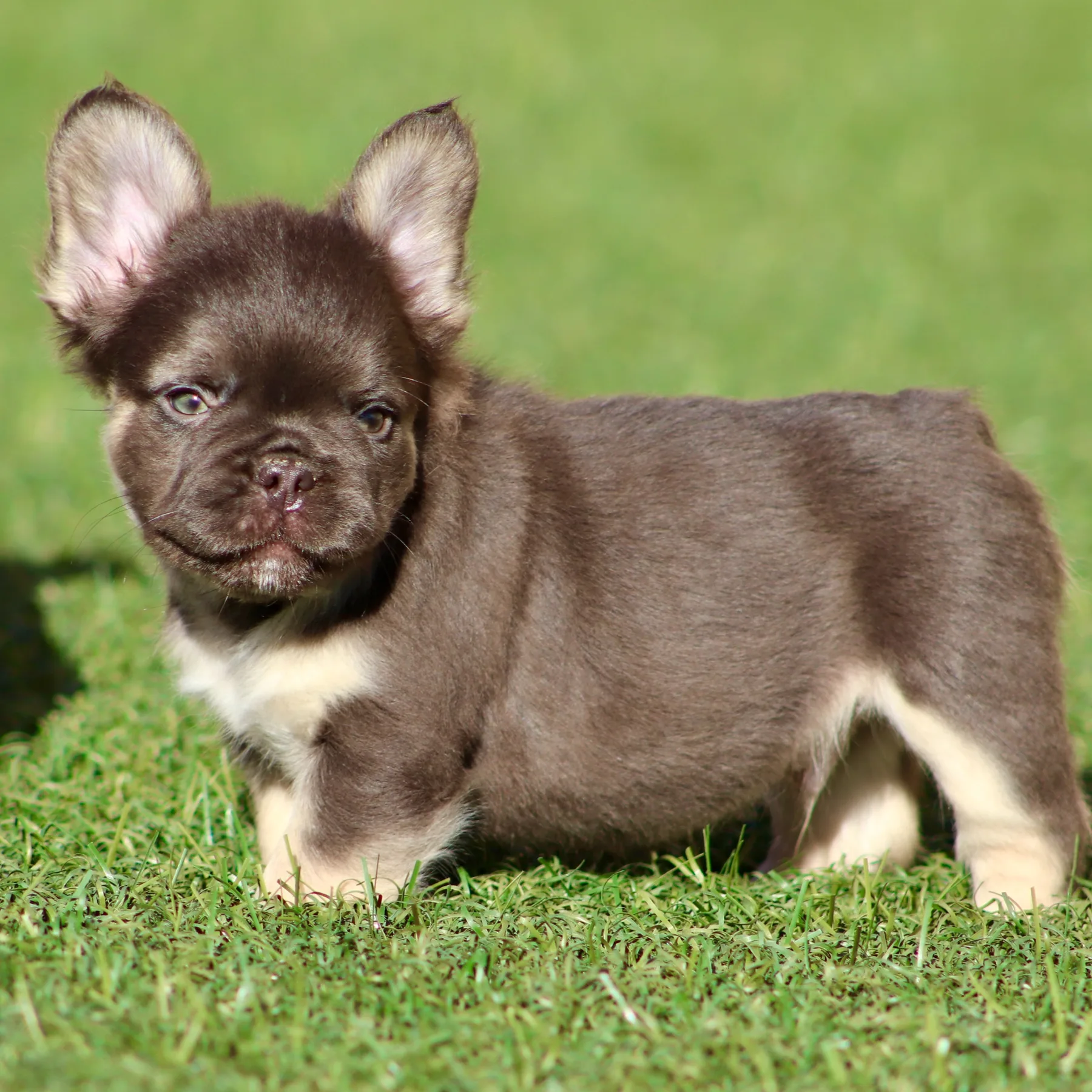 Bouledogue Français Exotique Fluffy chocolat au regard expressif, avec une belle construction compacte et une magnifique fourrure dense.