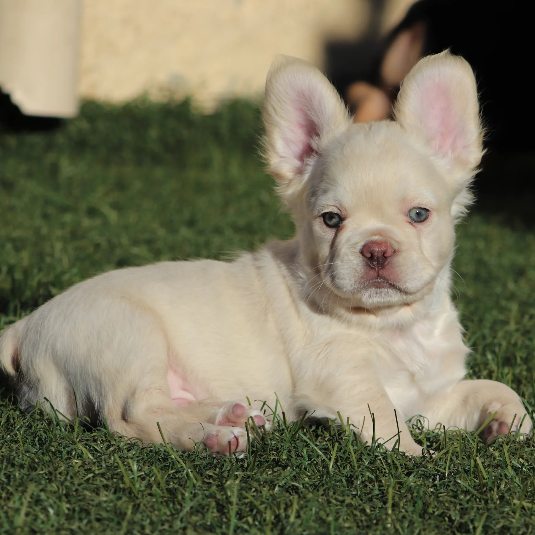 Magnifique Bouledogue Français Exotique Fluffy platinum au regard clair et expressif