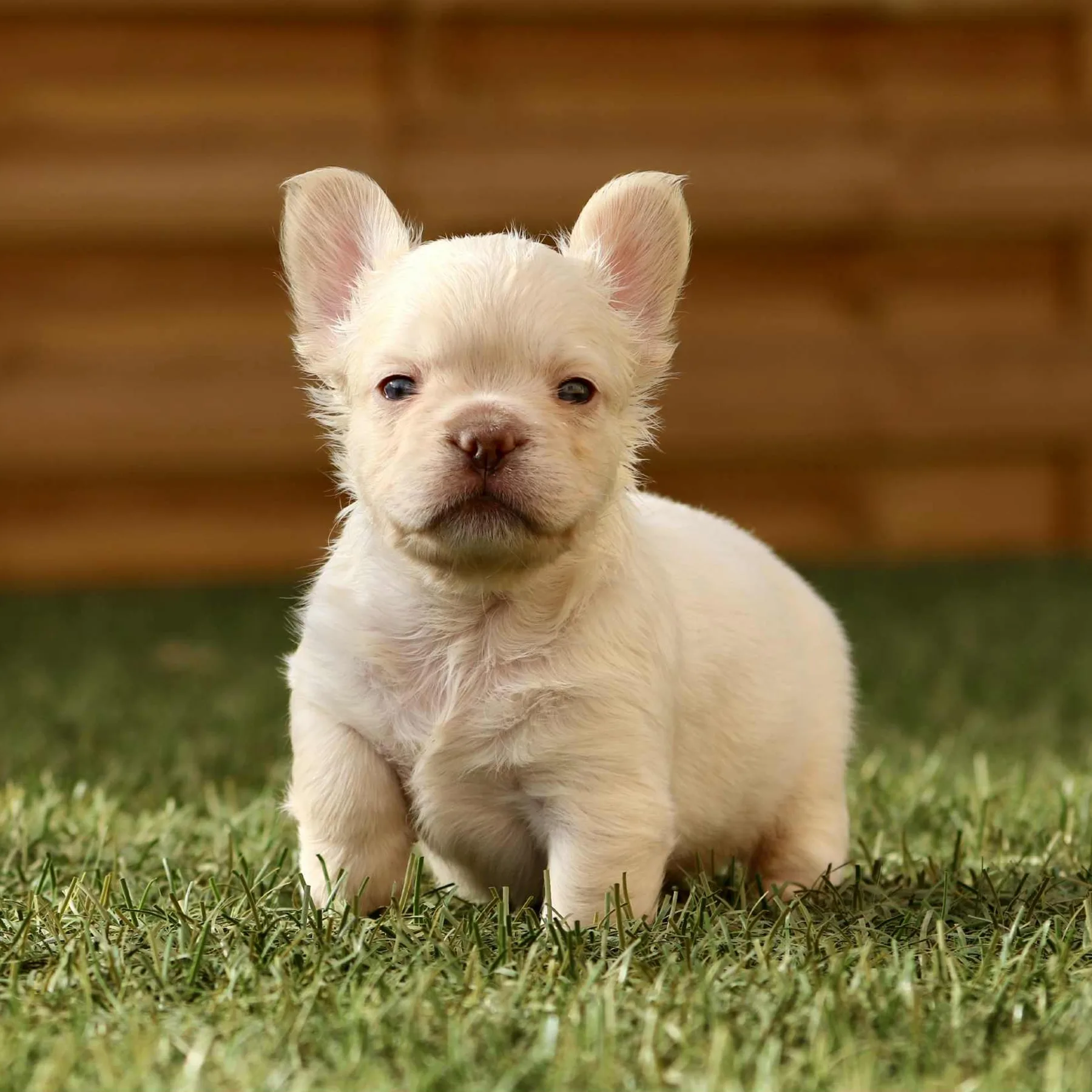 Superbe chiot Bouledogue Français Exotique platinum fluffy, au gabarit harmonieux, aux oreilles bien dressées et au caractère doux et affectueux.