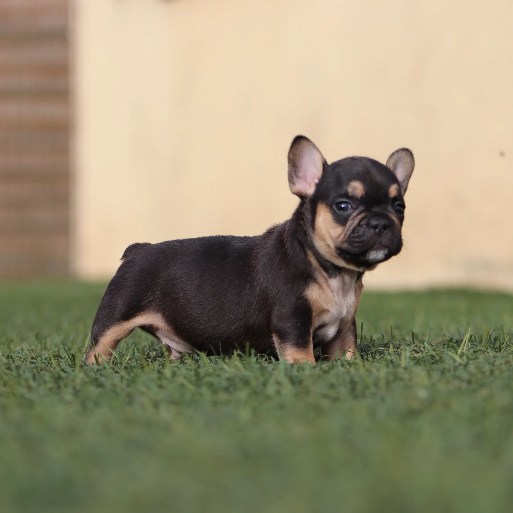 Magnifique chiot Bouledogue Français couleur coco cherry tan dans le jardin