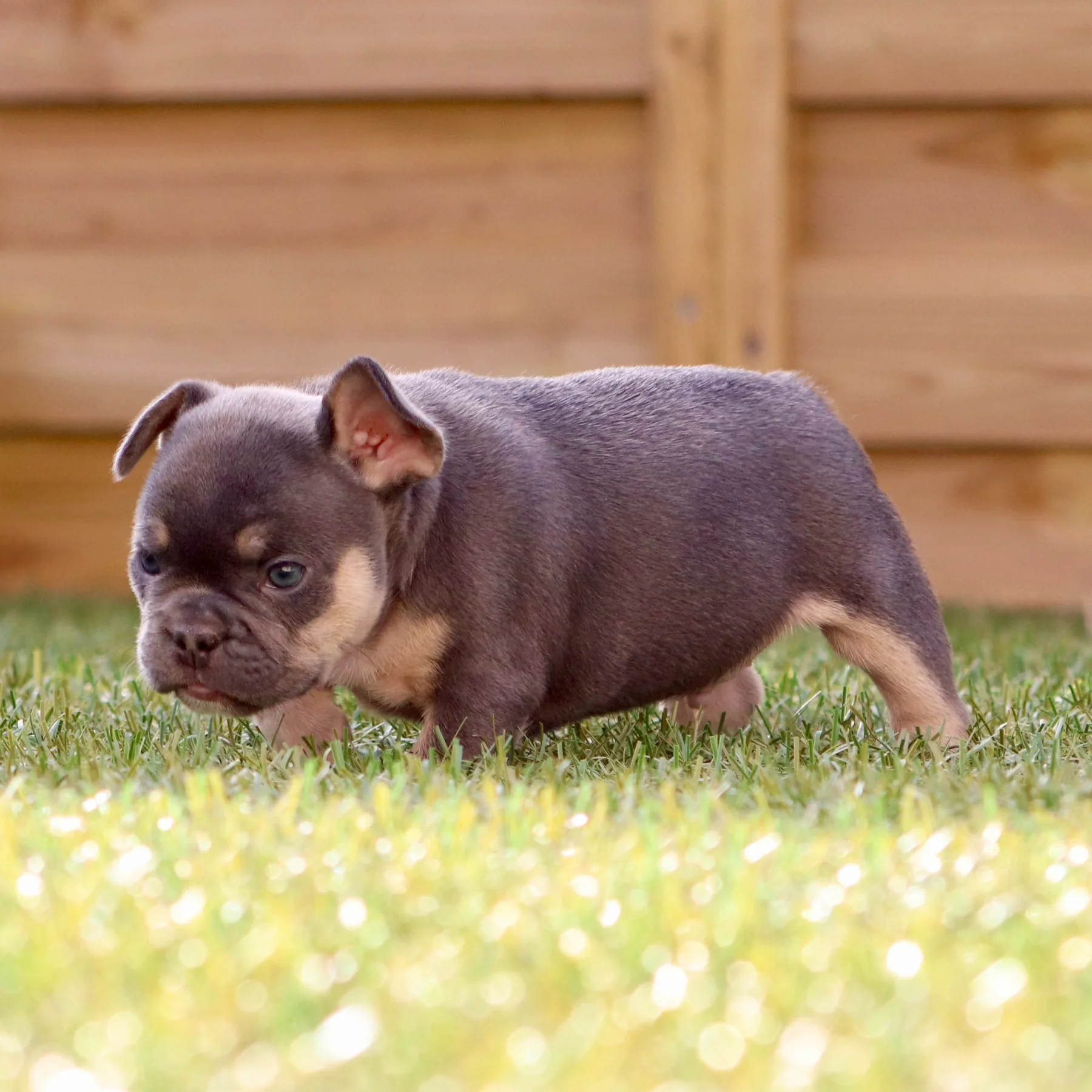 Bouledogue Français exotique couleur lilac tan très beau chiot