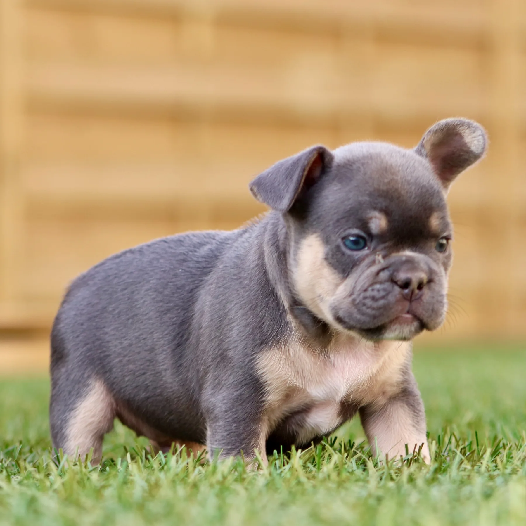 Magnifique chiot bouledogue Français dans le jardin il joue