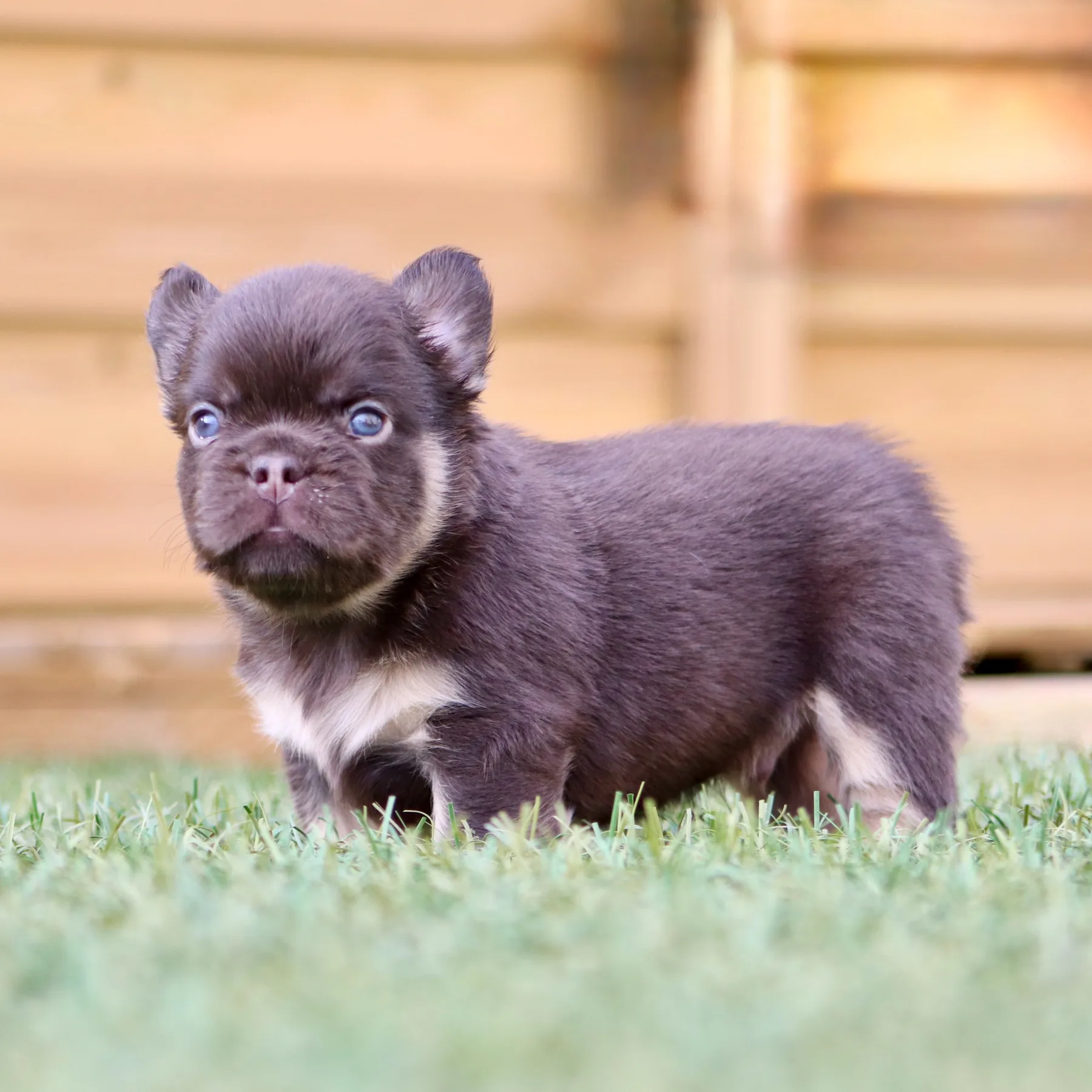 Bouledogue Français Exotique Fluffy coca tan au regard expressif, avec une belle construction compacte et une magnifique fourrure dense.