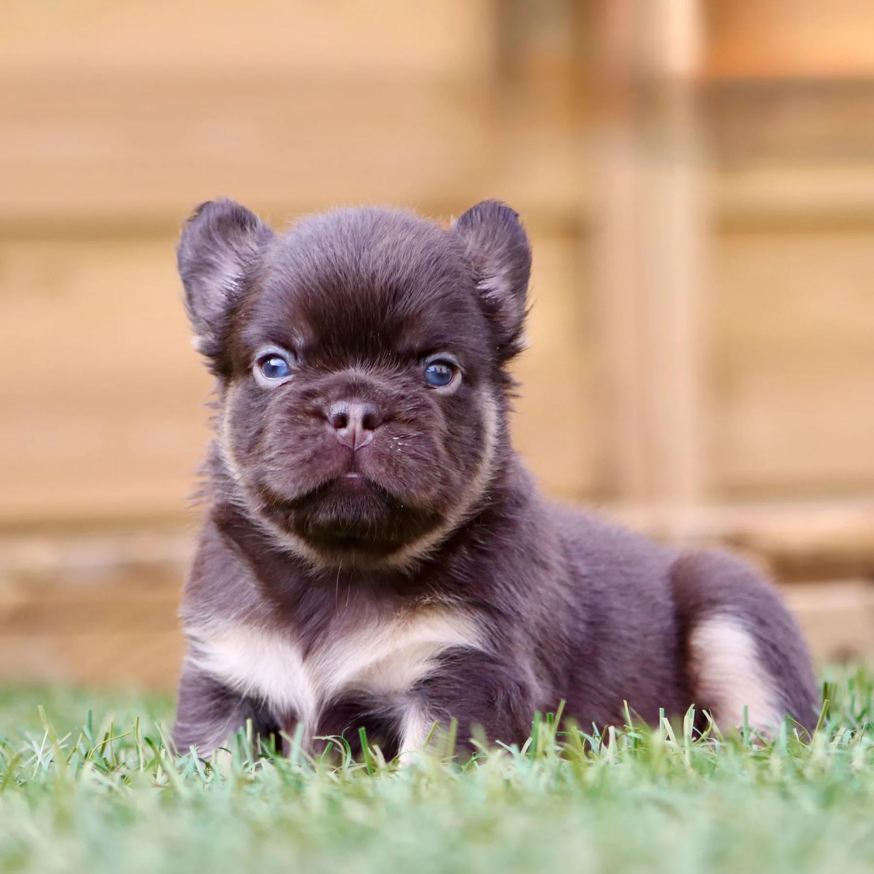 Magnifique chiot bouledogue Français exotique poil long chocolat, au caractère doux et curieux, alliant élégance et morphologie harmonieuse.