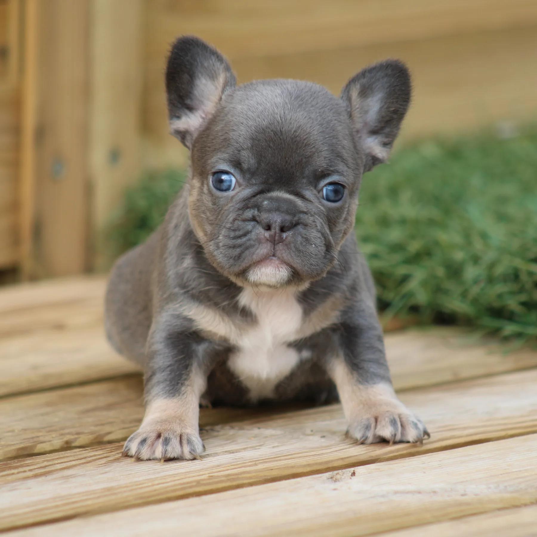 Magnifique chiot bouledogue Français exotique couleur cocoa tan dans le jardin pour une photo
