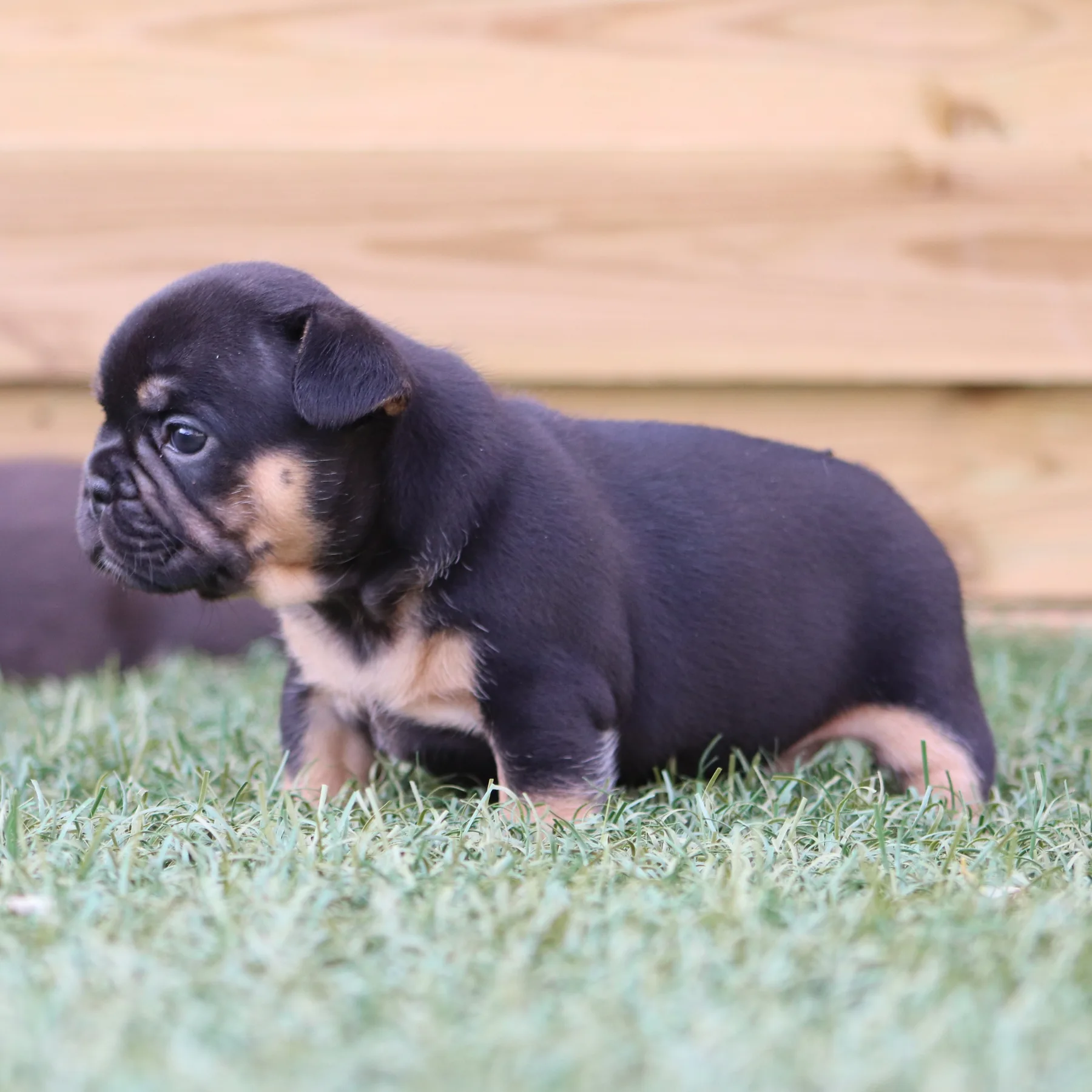Magnifique Bouledogue Français Exotique black tan issu d’une grande lignée