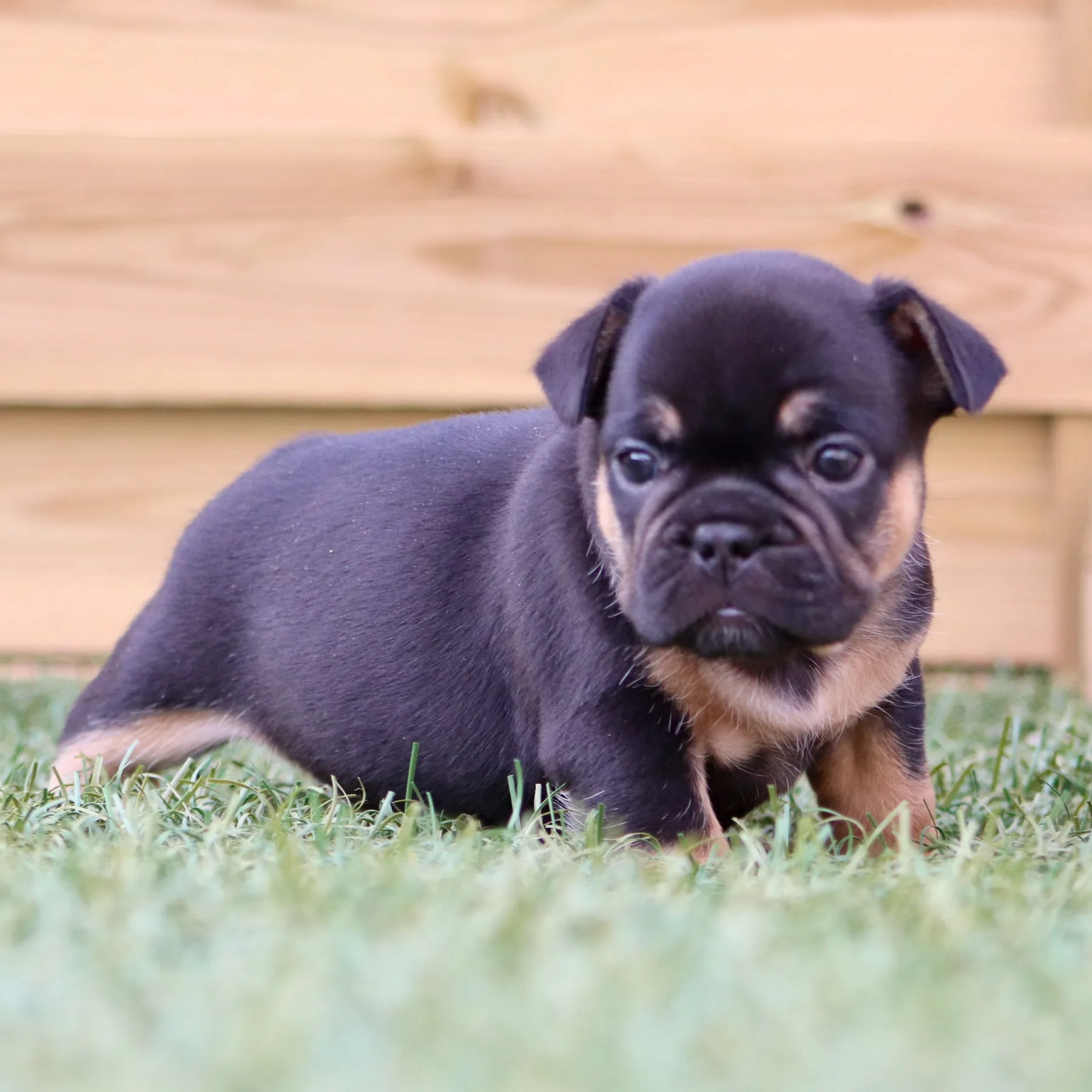 Superbe Bouledogue Français black tan à la grosse construction et à la génétique prestigieuse