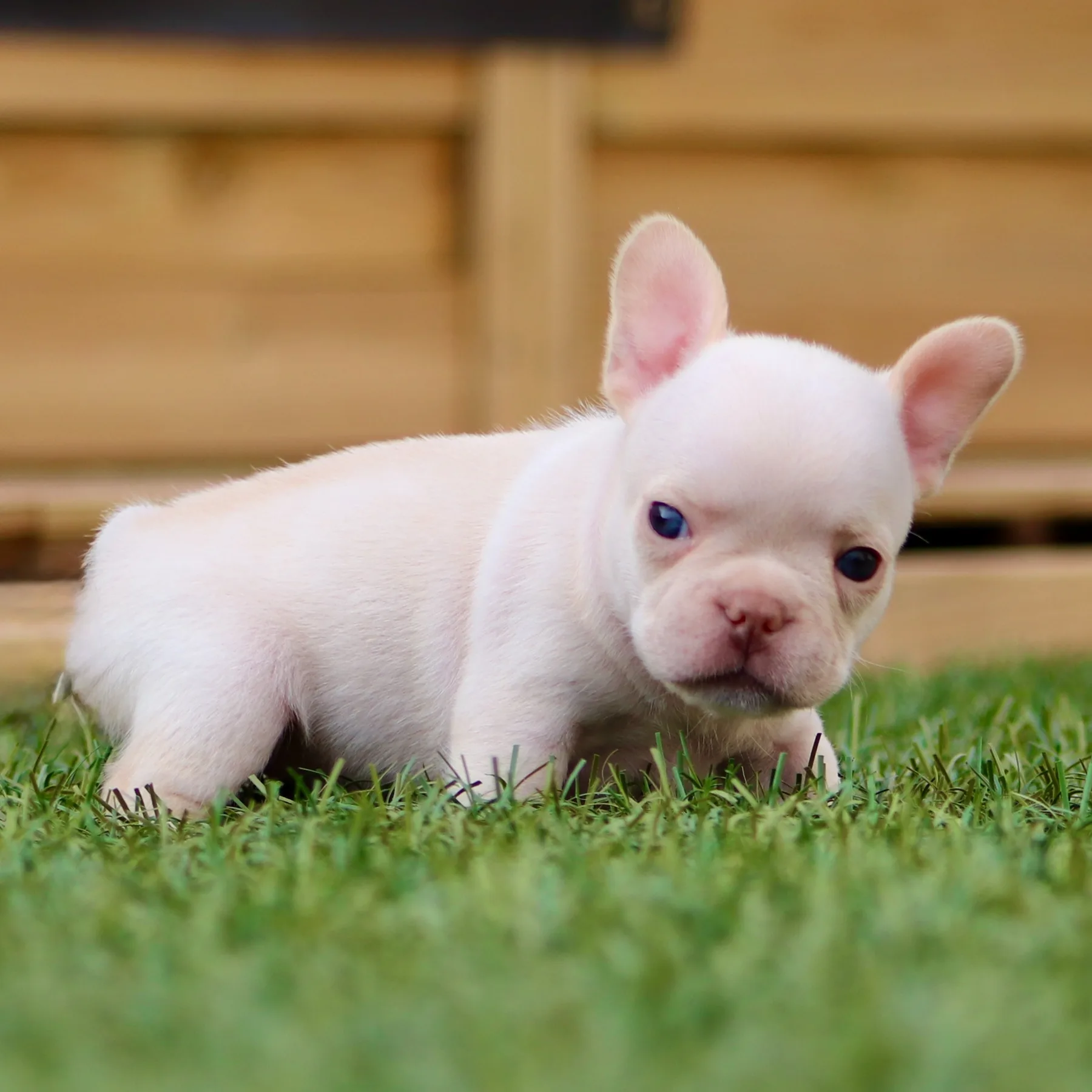Magnifique Bouledogue Français Exotique couleur platinium issu d’une grande lignée