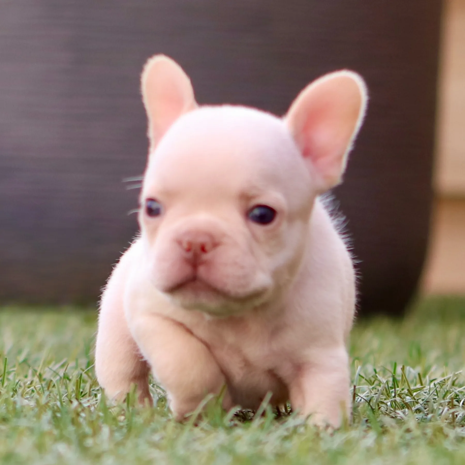 Superbe Bouledogue Français platinium à la grosse construction et à la génétique prestigieuse,