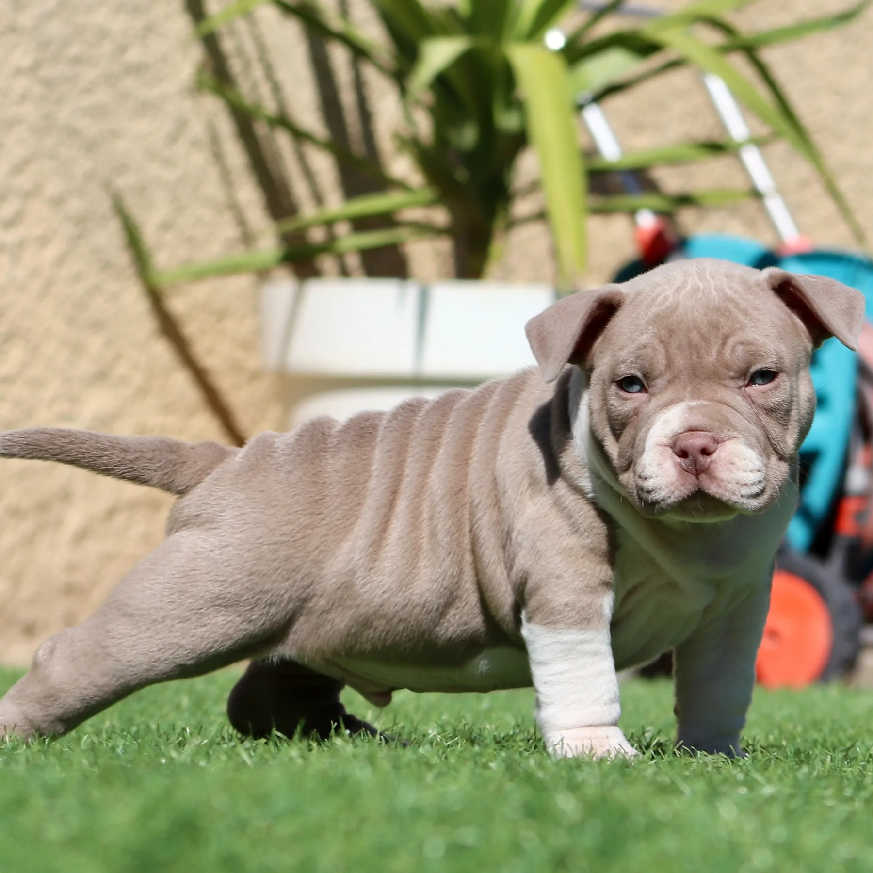 Magnifique American Bully Pocket champagne et blanc avec une construction compacte et une morphologie puissante.