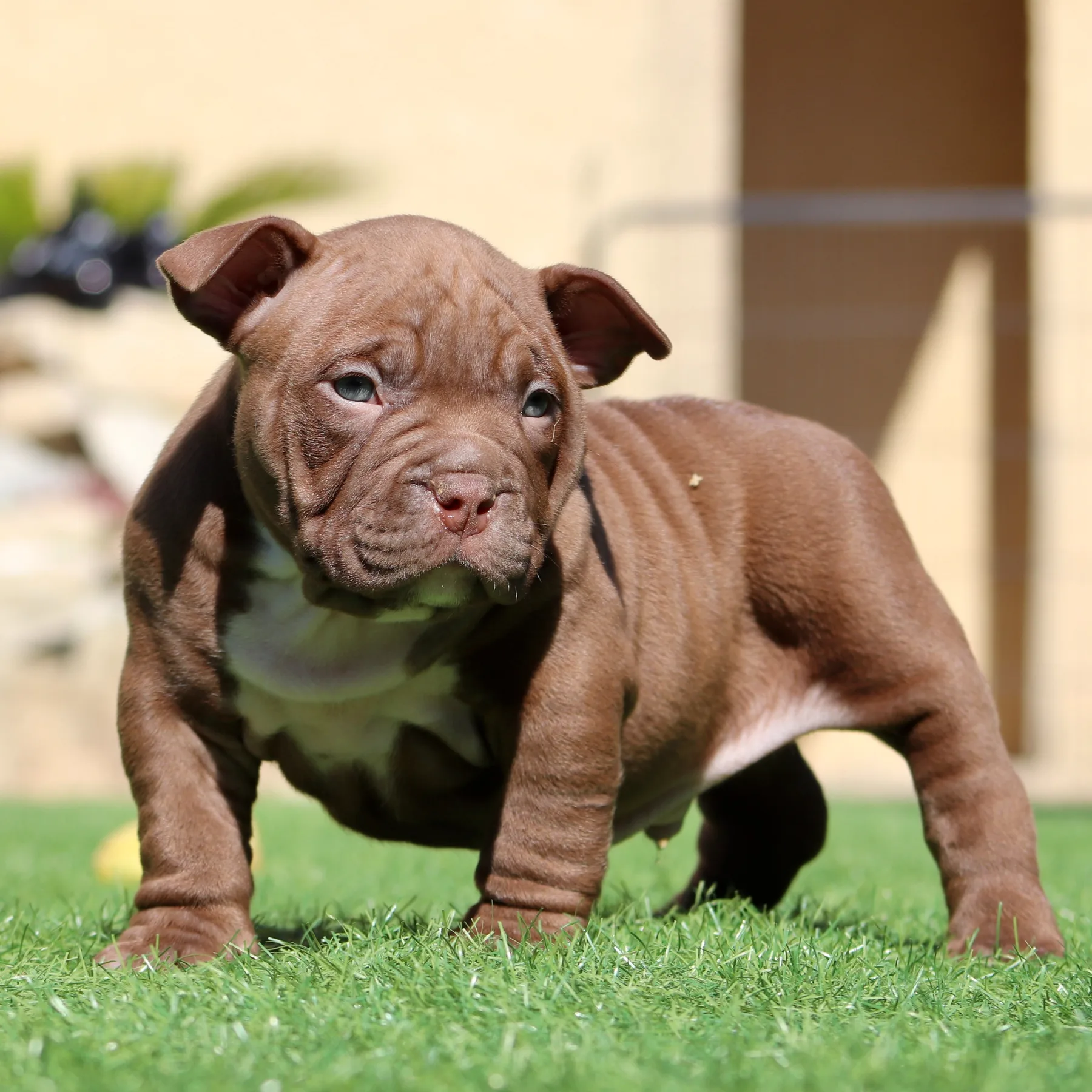 Magnifique chiot American Bully Pocket dark choco avec une couleur rare et une morphologie compacte.