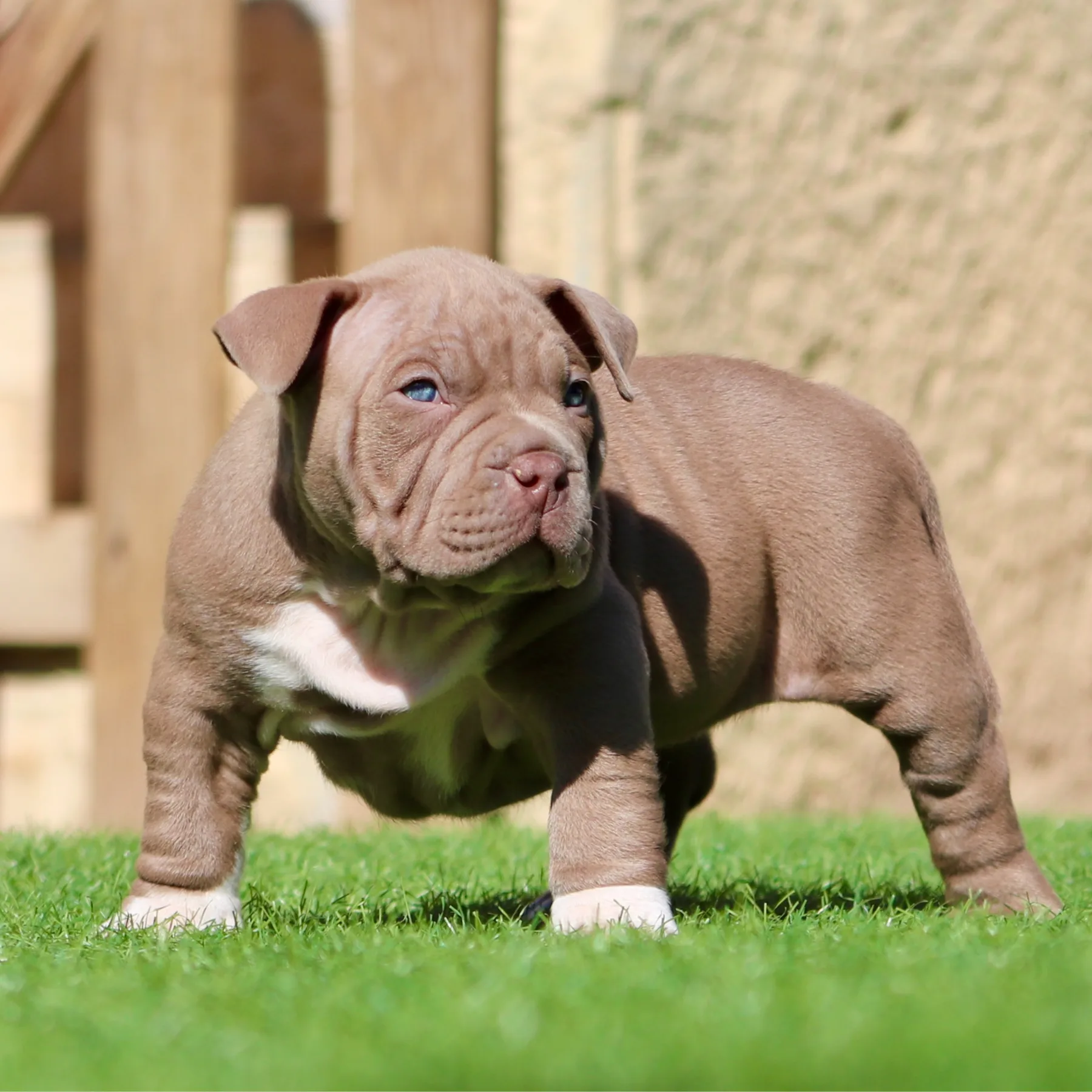 Femelle American Bully Pocket lilac avec une morphologie massive et compacte.