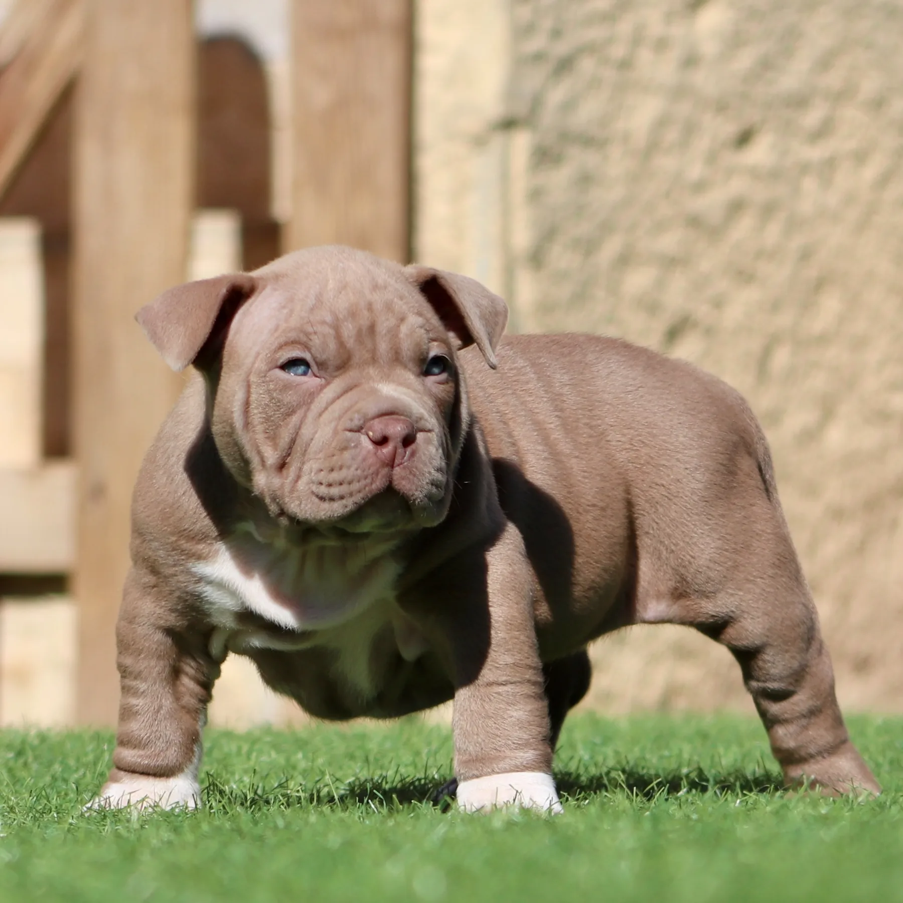Superbe femelle American Bully Pocket lilac au gabarit puissant et raffiné.