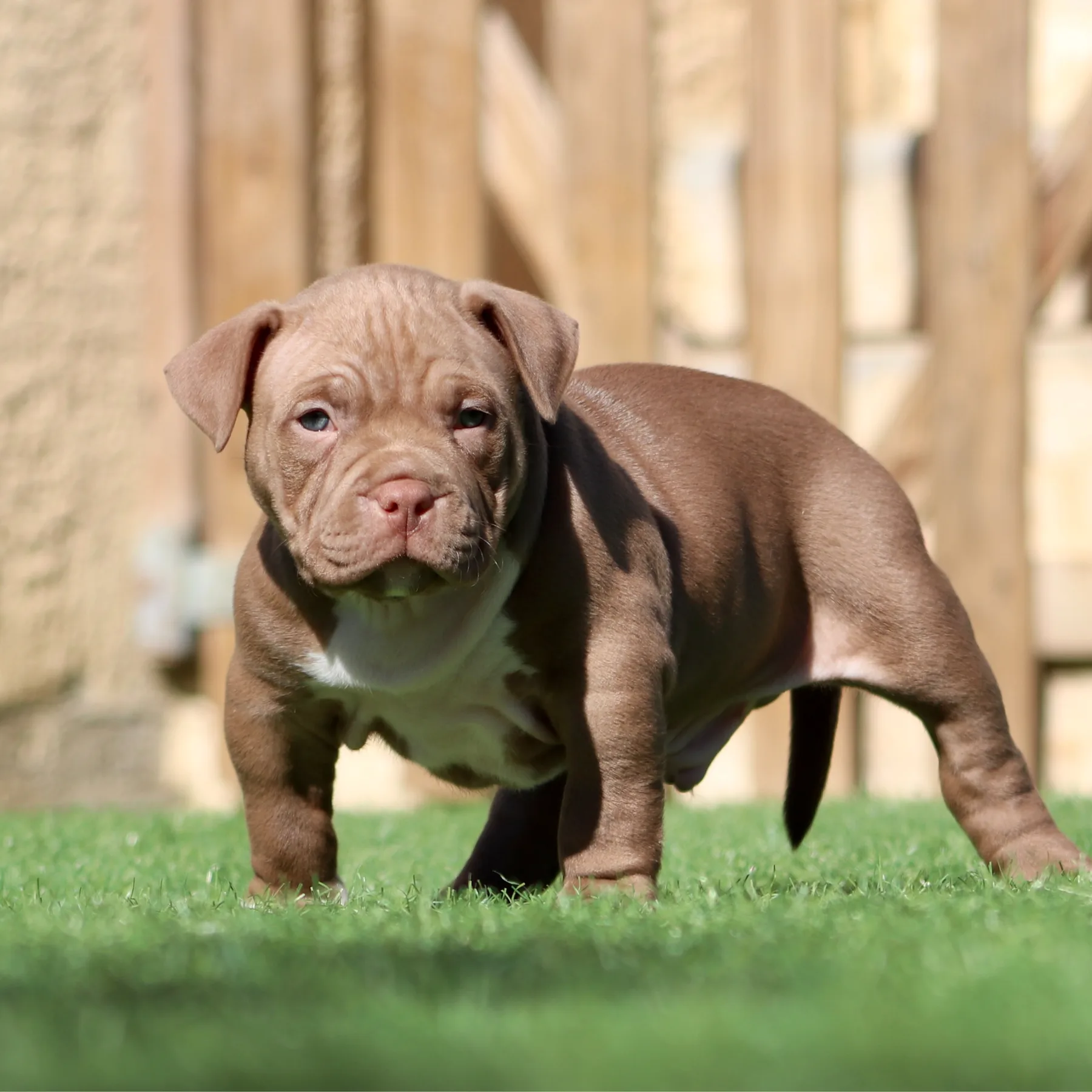 Femelle American Bully Pocket chocolat avec une morphologie compacte et harmonieuse.