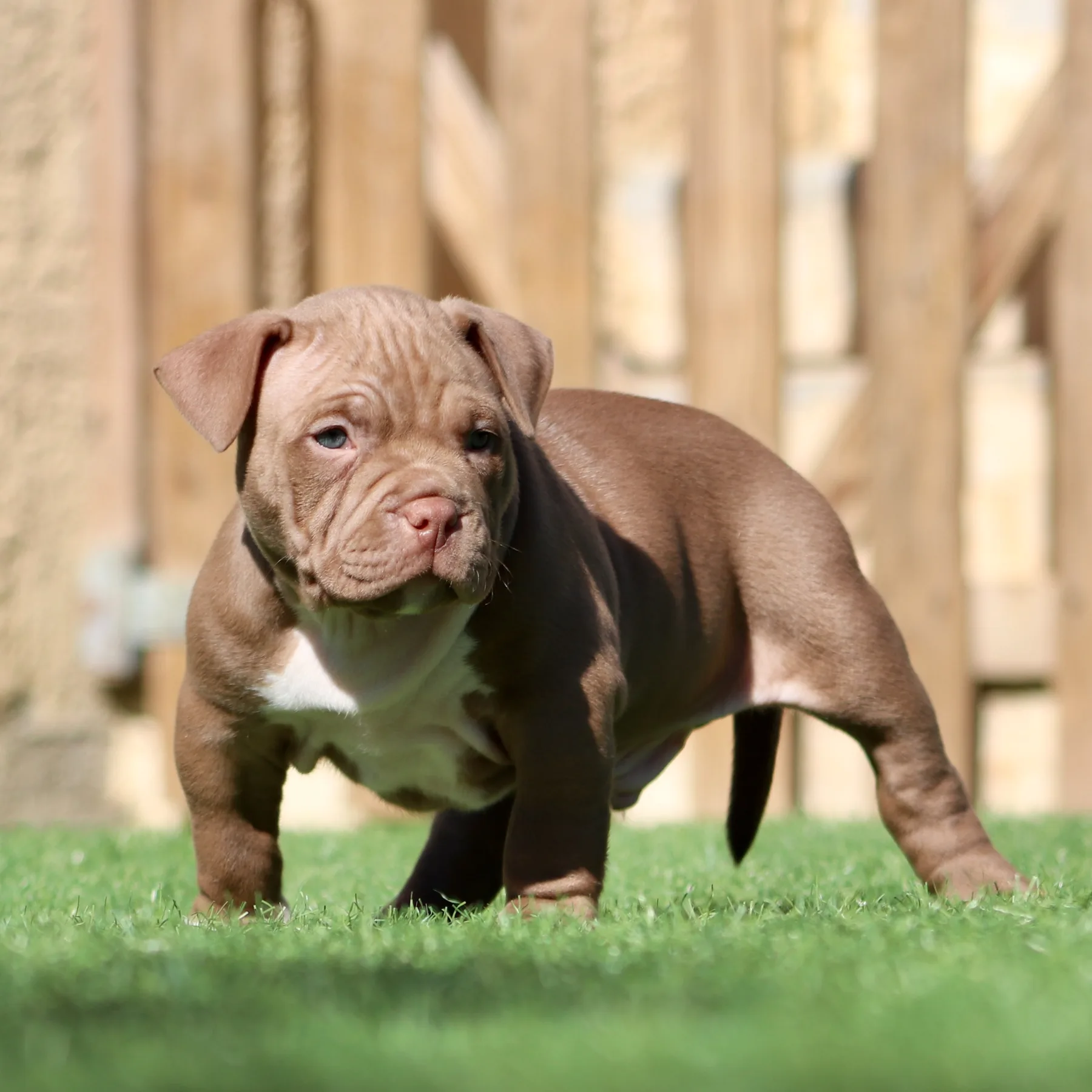 American Bully Pocket chocolat avec une belle construction et une allure élégante.