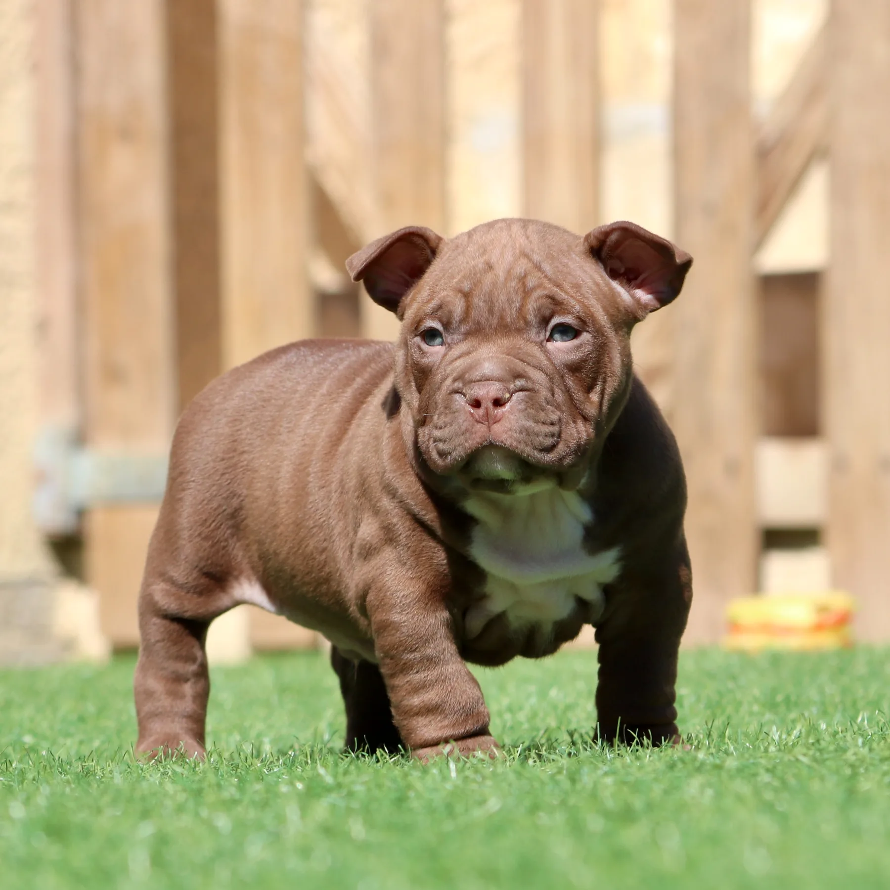 Magnifique chiot American Bully Pocket dark chocolate avec une structure équilibrée et un caractère proche de l’humain.