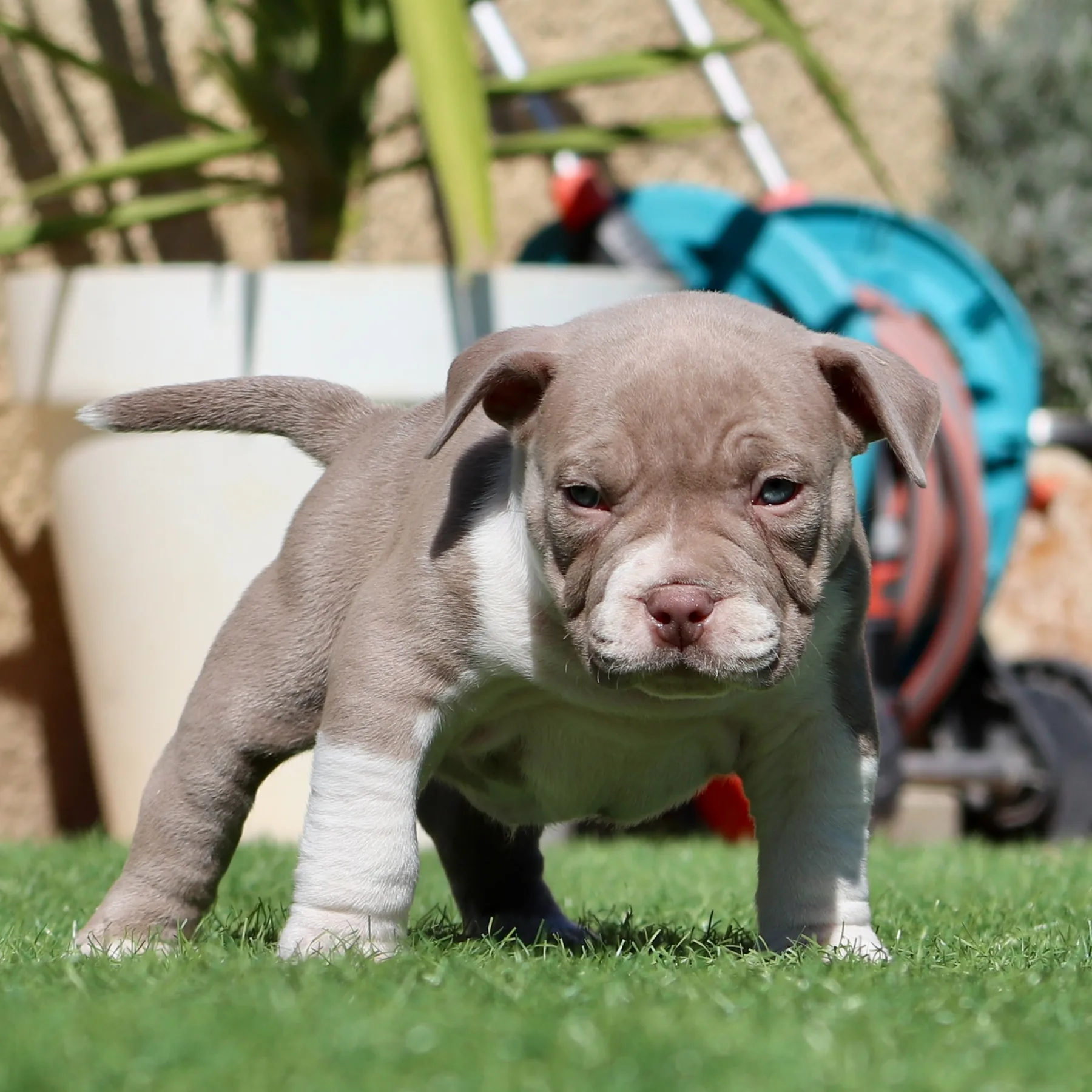 Magnifique American Bully Pocket champagneet blanc avec une belle tête expressive et une excellente construction.