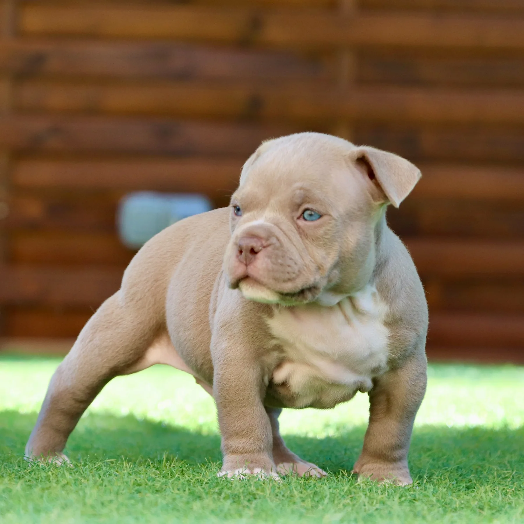 Chiot American Bully Pocket de 5 semaines assis dans le jardin avec une morphologie compacte.
