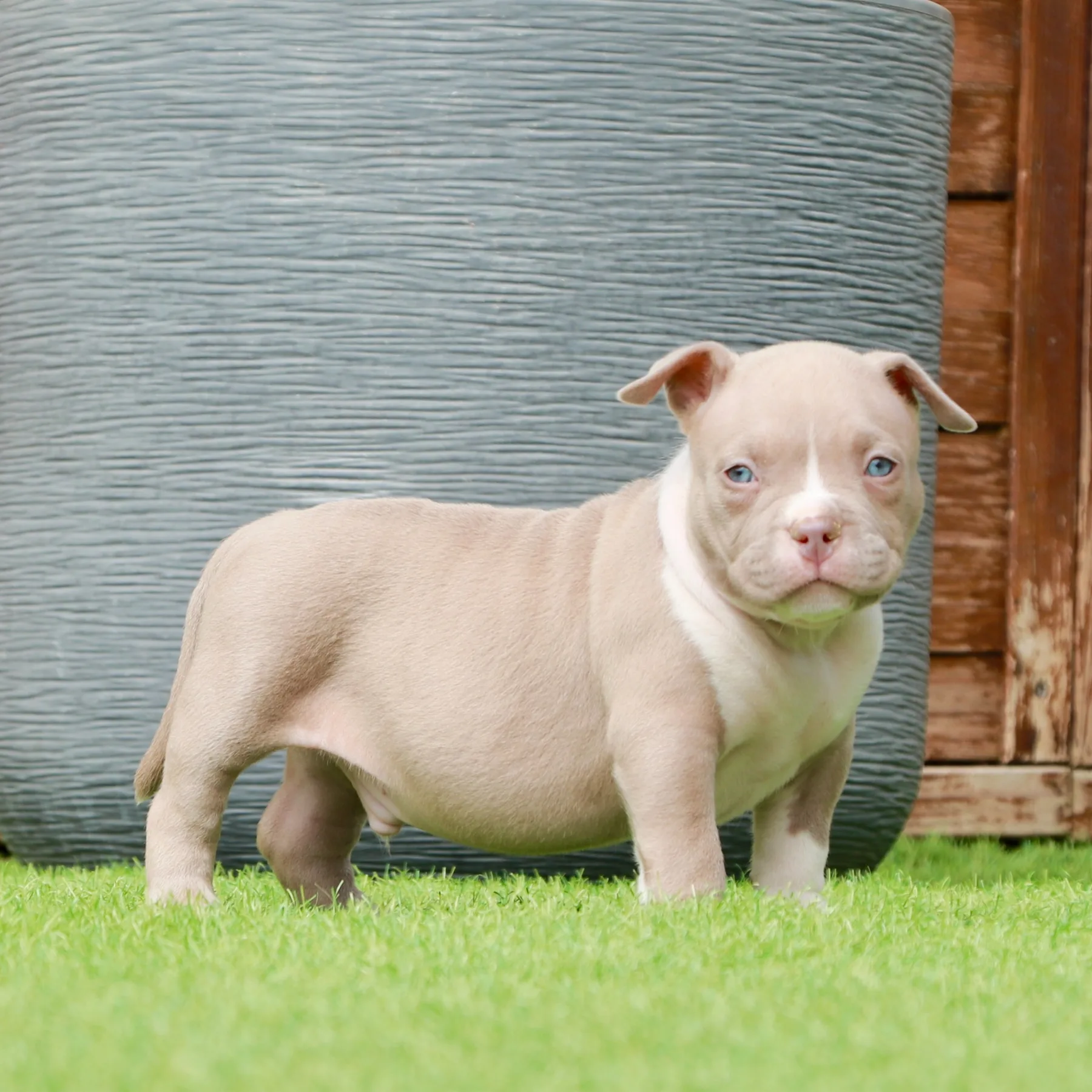 Chiot American Bully Pocket prenant la pose dans le jardin avec une belle tête expressive.