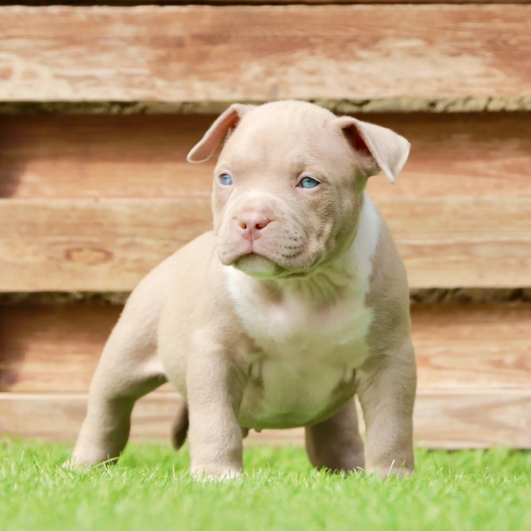 Superbe chiot American Bully Pocket au gabarit court et musclé dans le jardin.