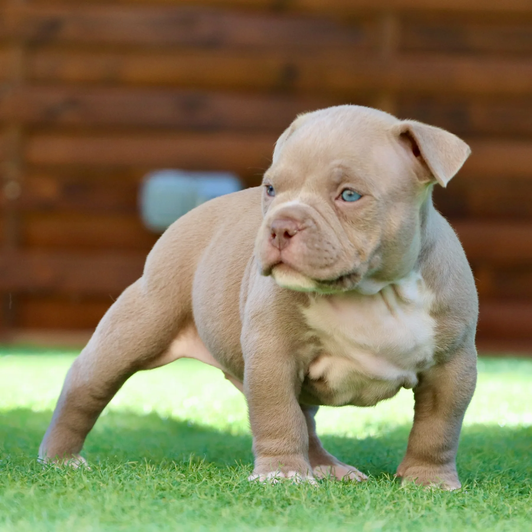 Jeune American Bully Pocket de 5 semaines avec une structure musclée et harmonieuse.