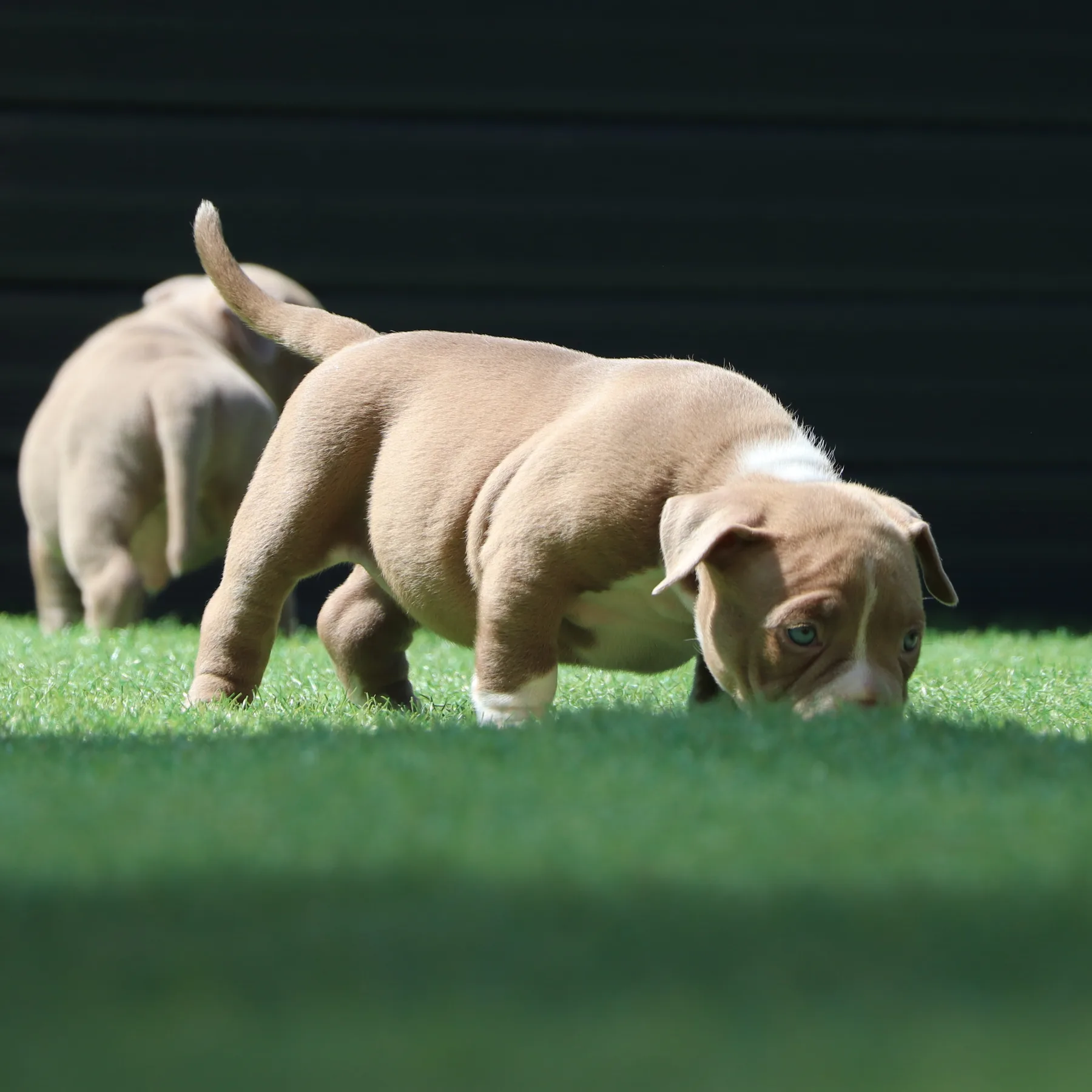 Jeune American Bully Pocket au type puissant avec une structure harmonieuse et équilibrée.