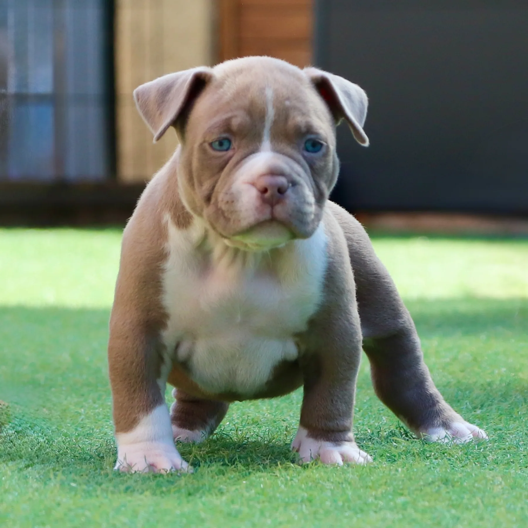 American Bully Pocket de couleur exotique prenant la pose dans l’herbe du jardin.
