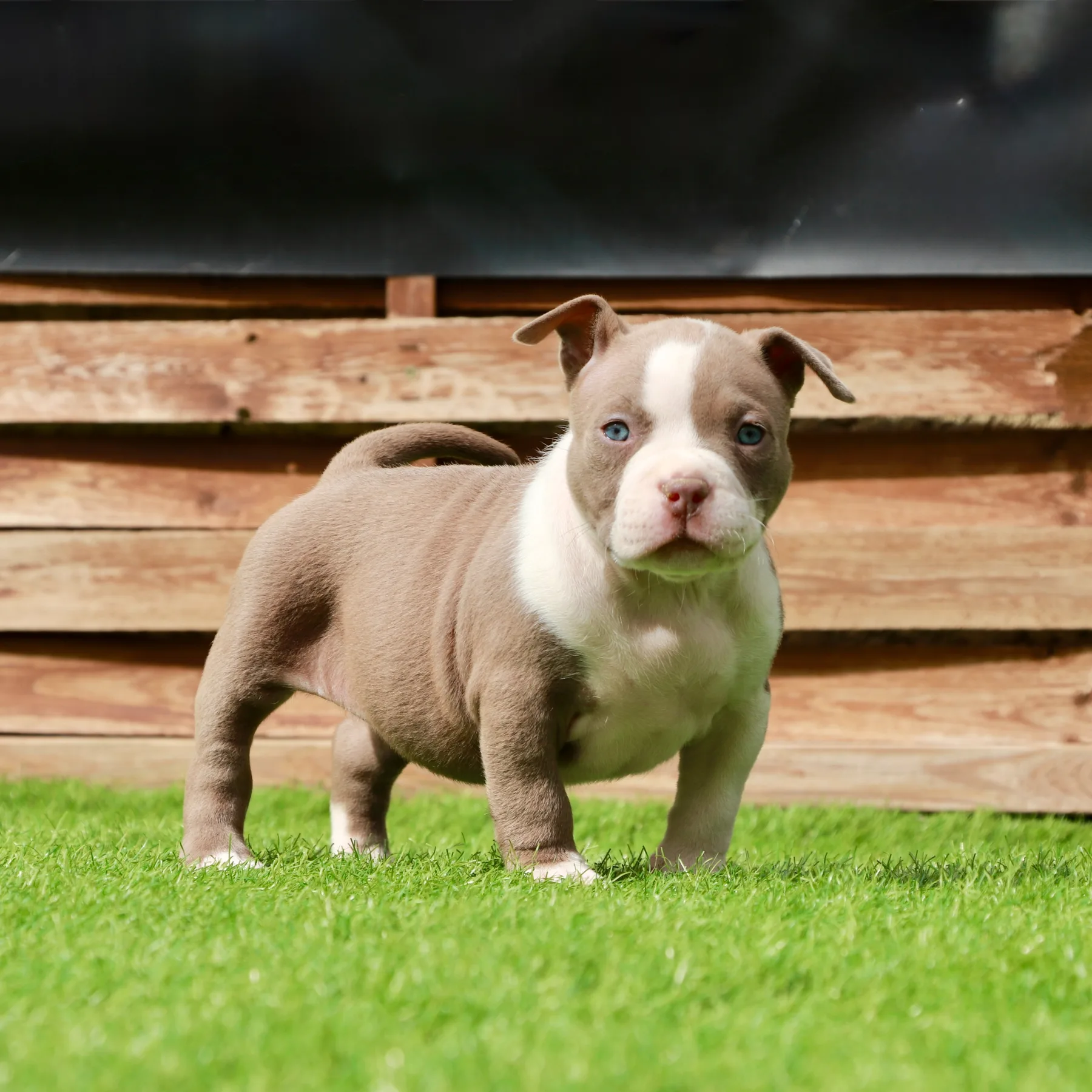 Superbe chiot American Bully Pocket avec une belle allure et une ossature solide.