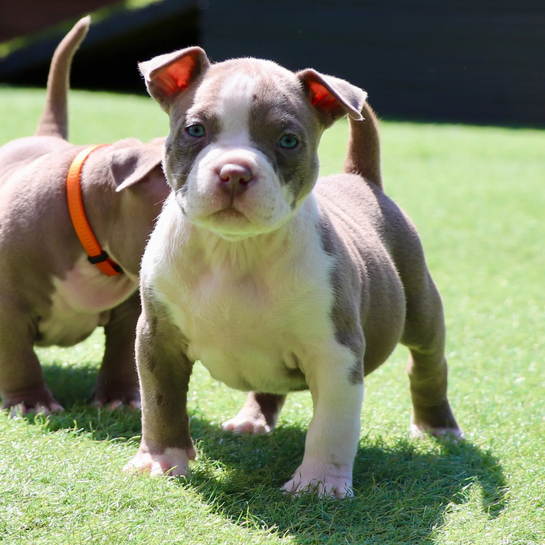 Jeune American Bully Pocket dans le jardin avec une belle construction et un type recherché.