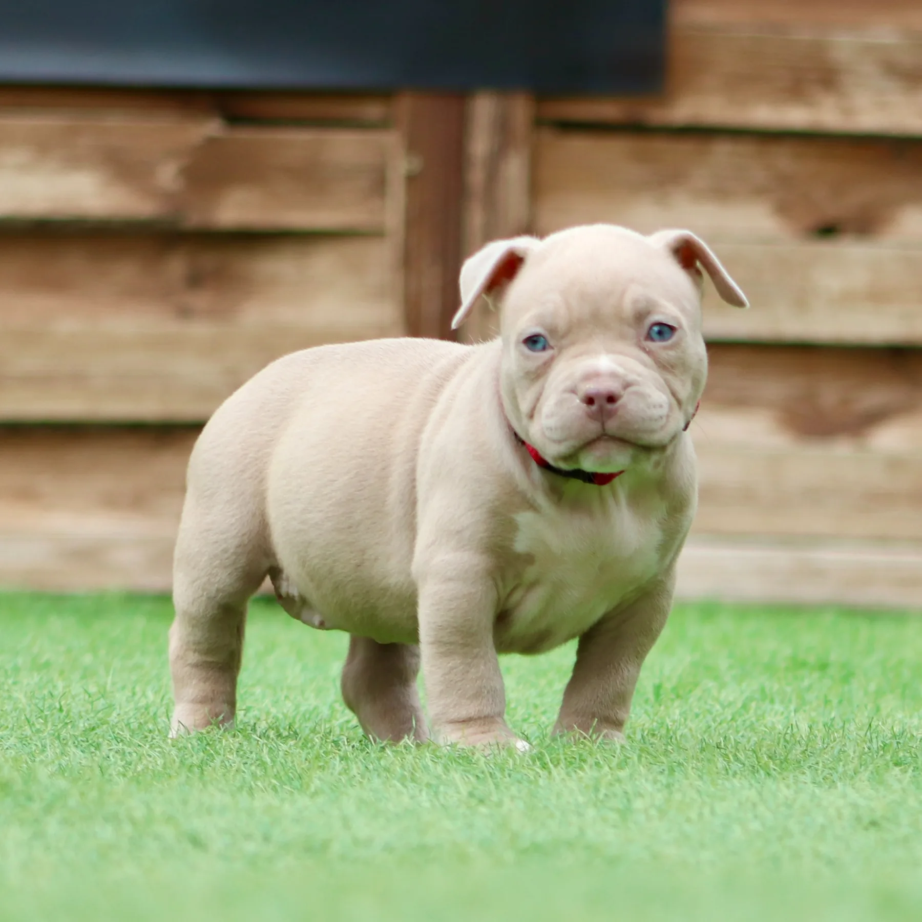 Superbe chiot American Bully Pocket musclé avec une belle tête bien proportionnée.