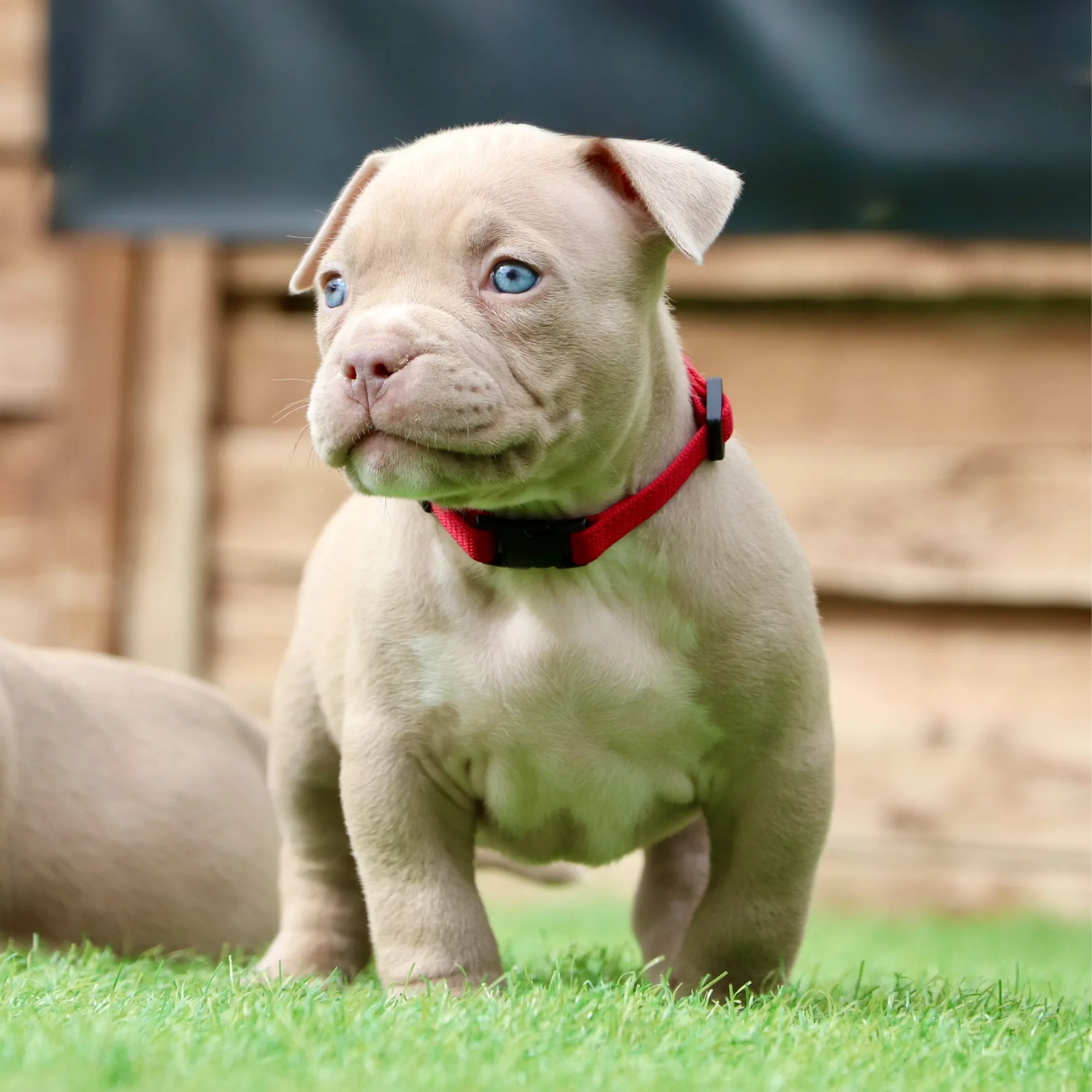 American Bully Pocket élégant avec une belle ossature et une allure puissante.