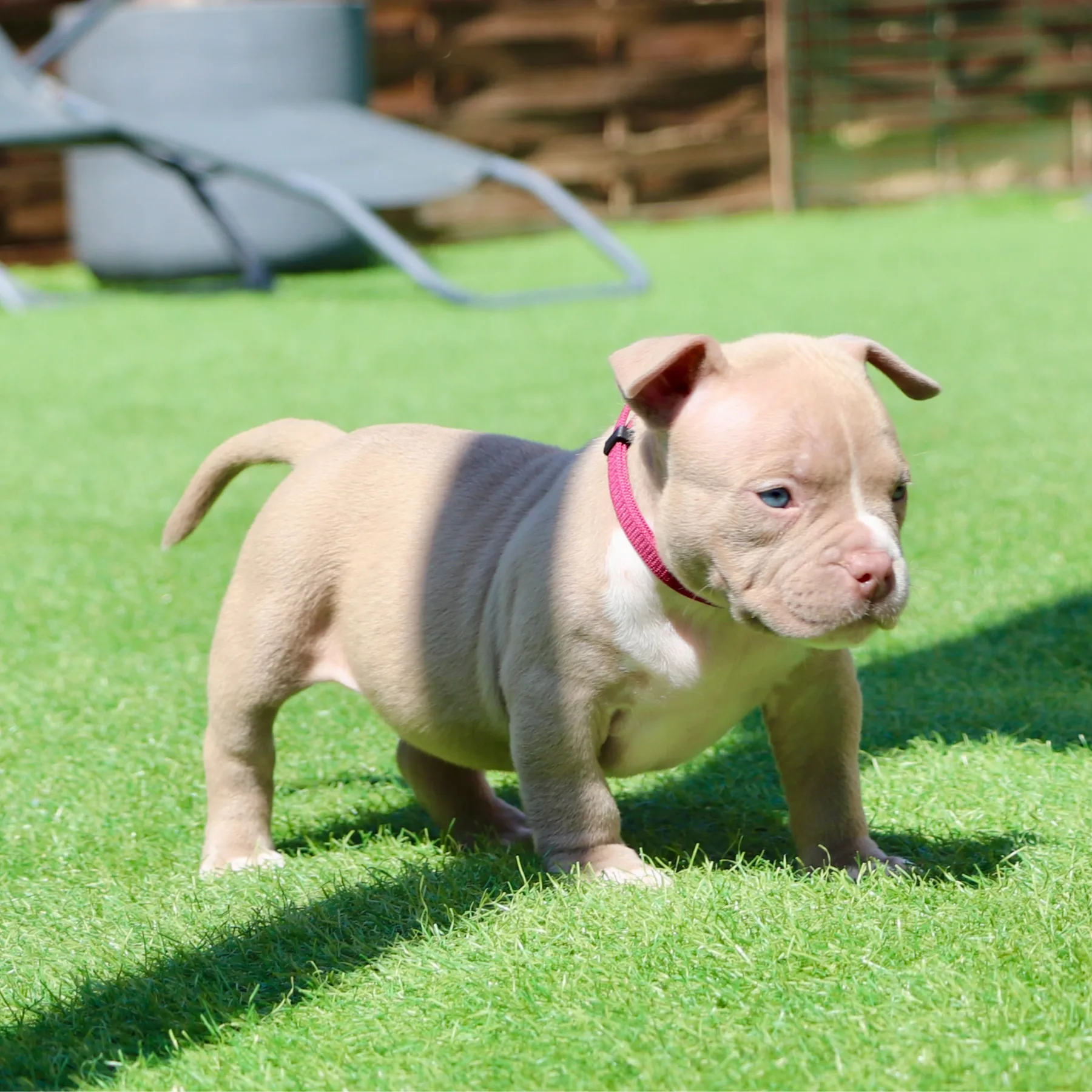 Magnifique chiot American Bully Pocket avec une morphologie équilibrée et élégante.