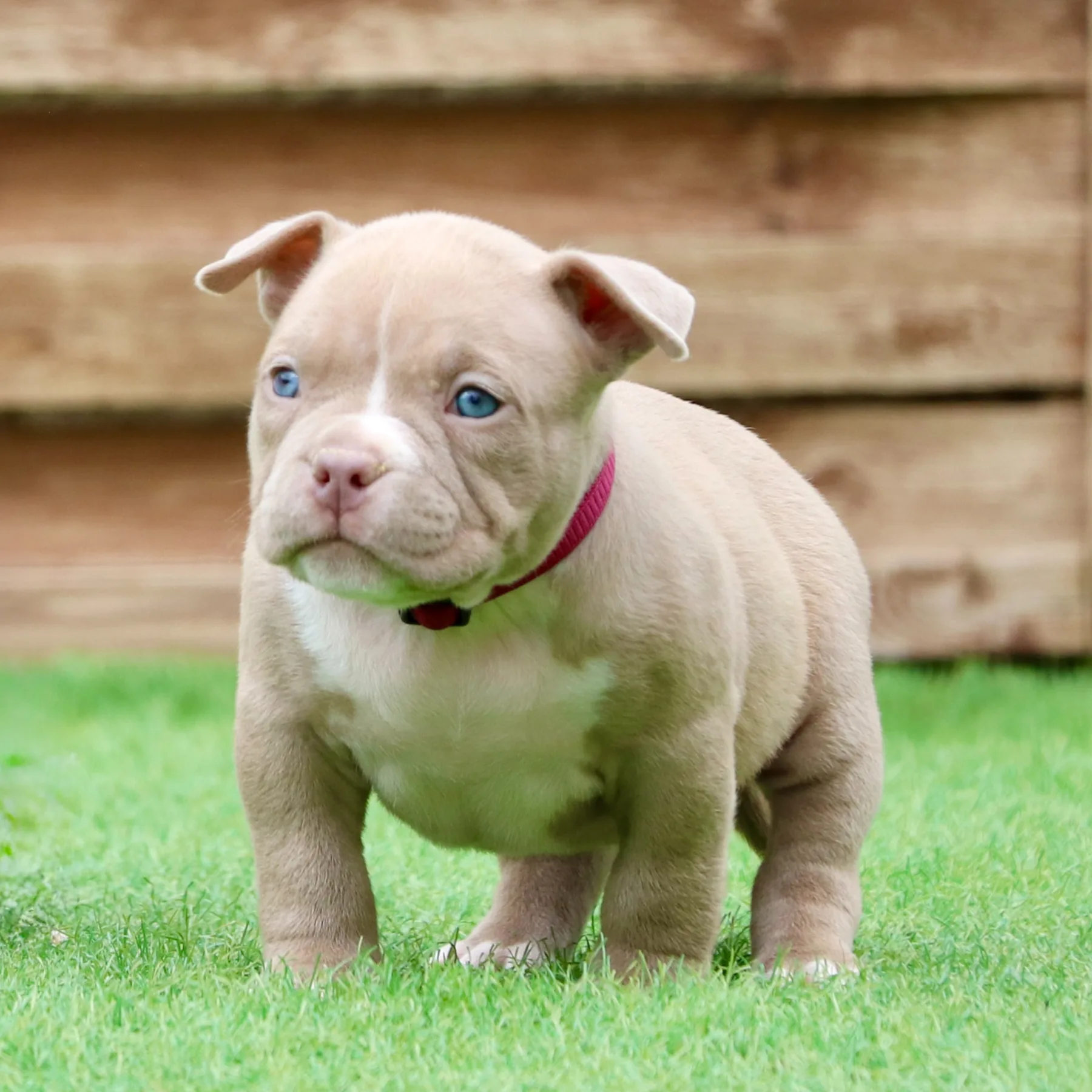 American Bully Pocket puissant et musclé prenant la pose dans le jardin.